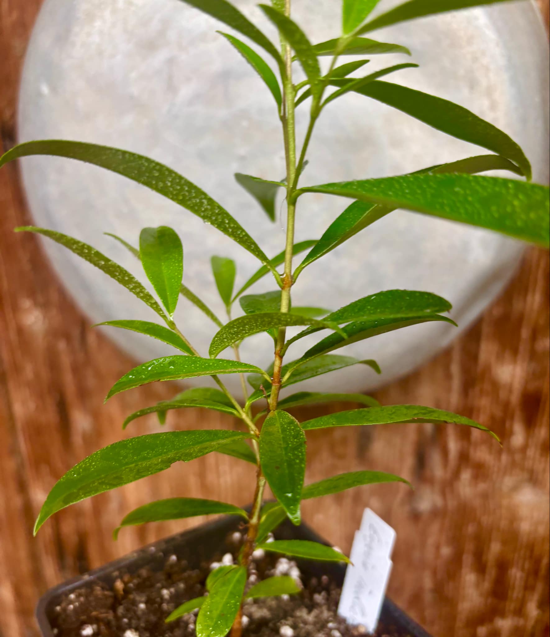 Eugenia involucrata var. Scarlet - 1 potted plant / 1 getopfte Pflanze