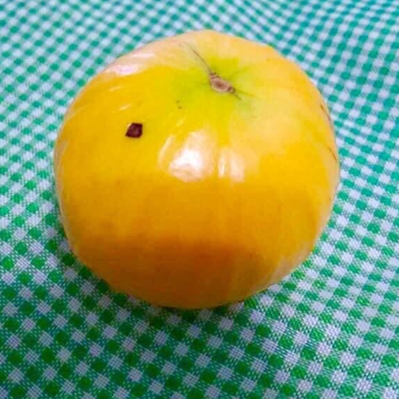 Plinia edulis - 1 fresh seed / 1 frischer Samen