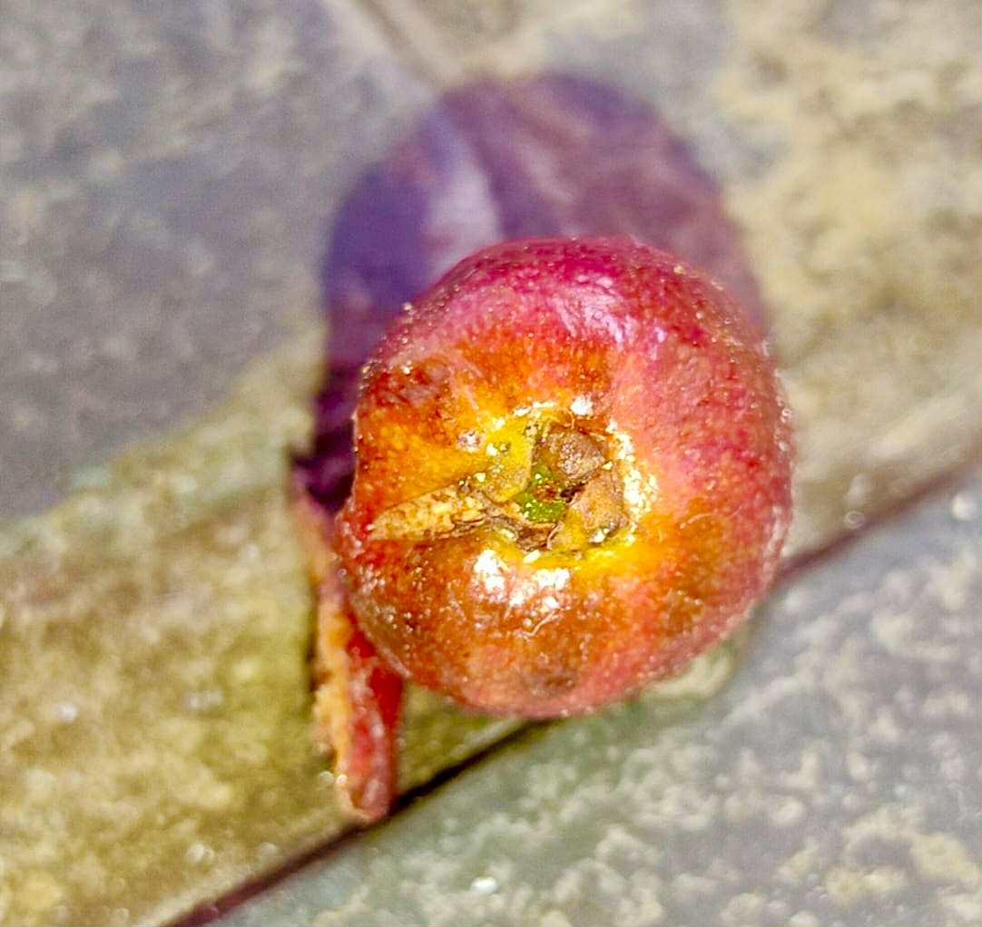 Eugenia sp Independencia - 1 fresh seed / 1 frischer Samen