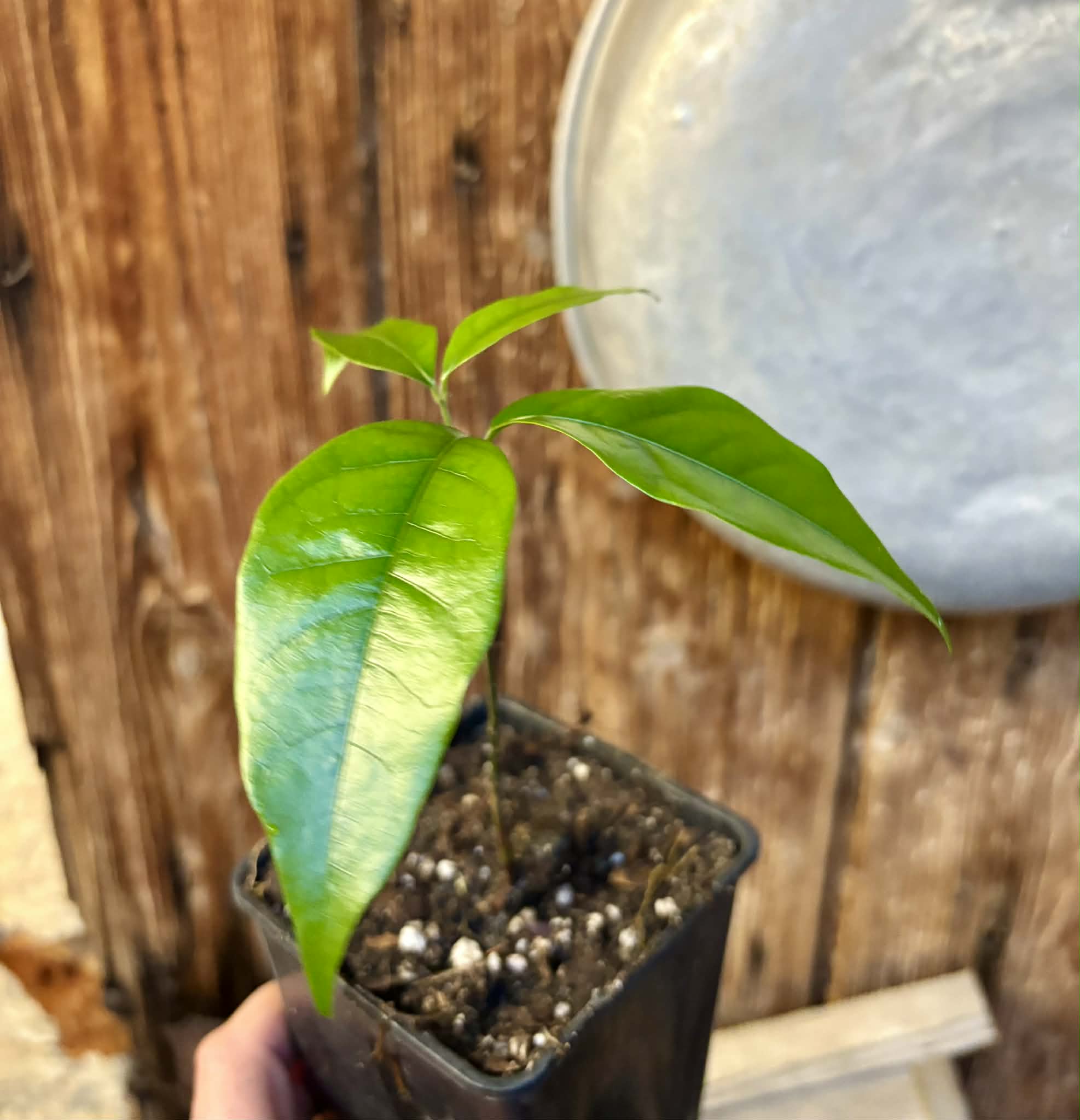 Melicoccus sp Bahia - 1 potted seedling / 1 getopfter Sämling