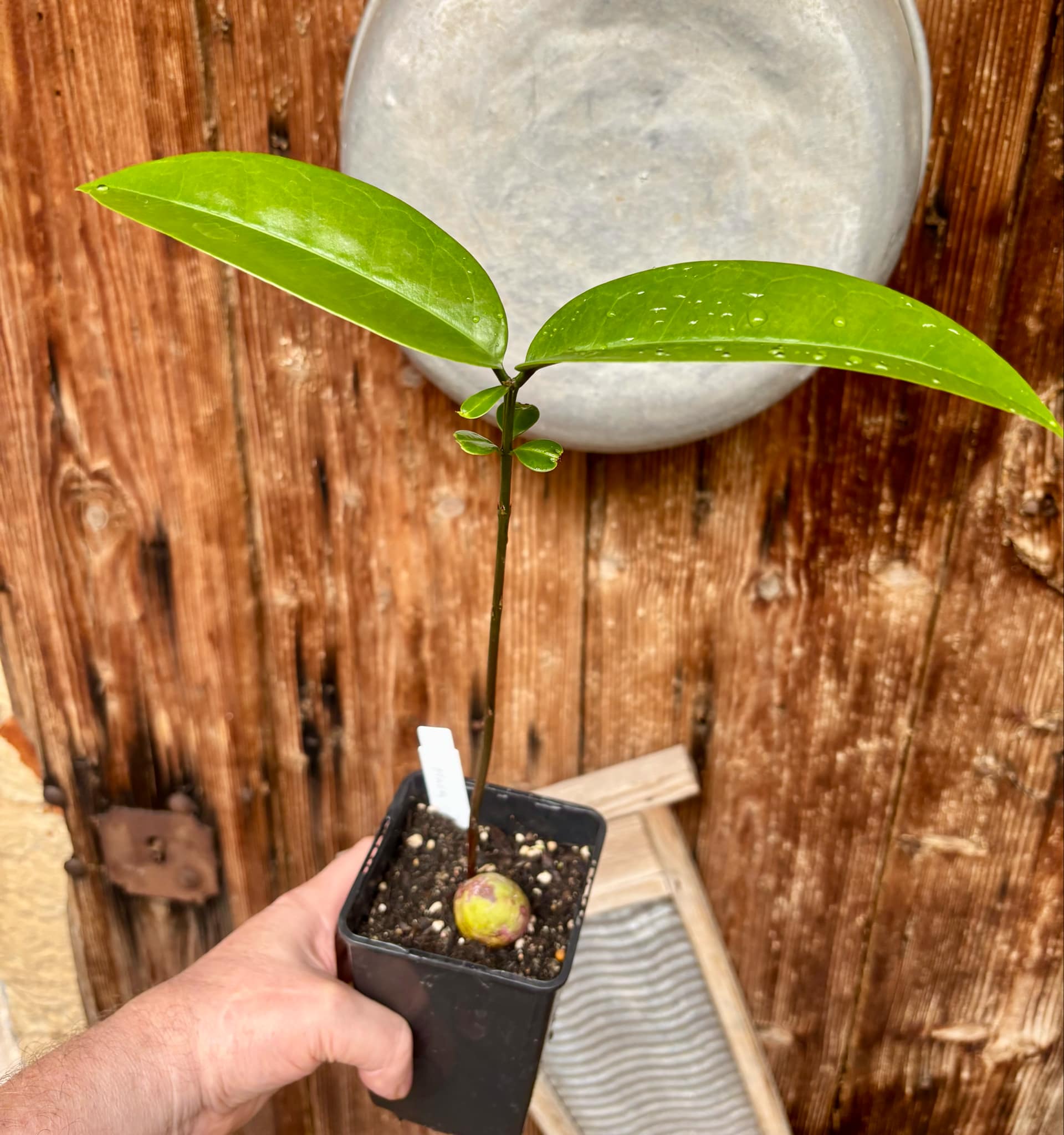 Eugenia sp Maca BIG -  1 small potted seedling / 1 kleiner, getopfter Sämling