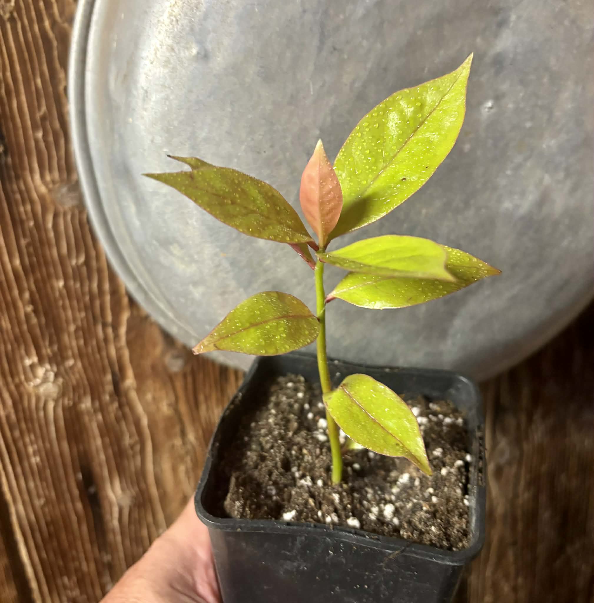 Pereskia aculeata var. godseffiana (Barbados Gooseberry) - 1 potted plant / 1 getopfte Pflanze