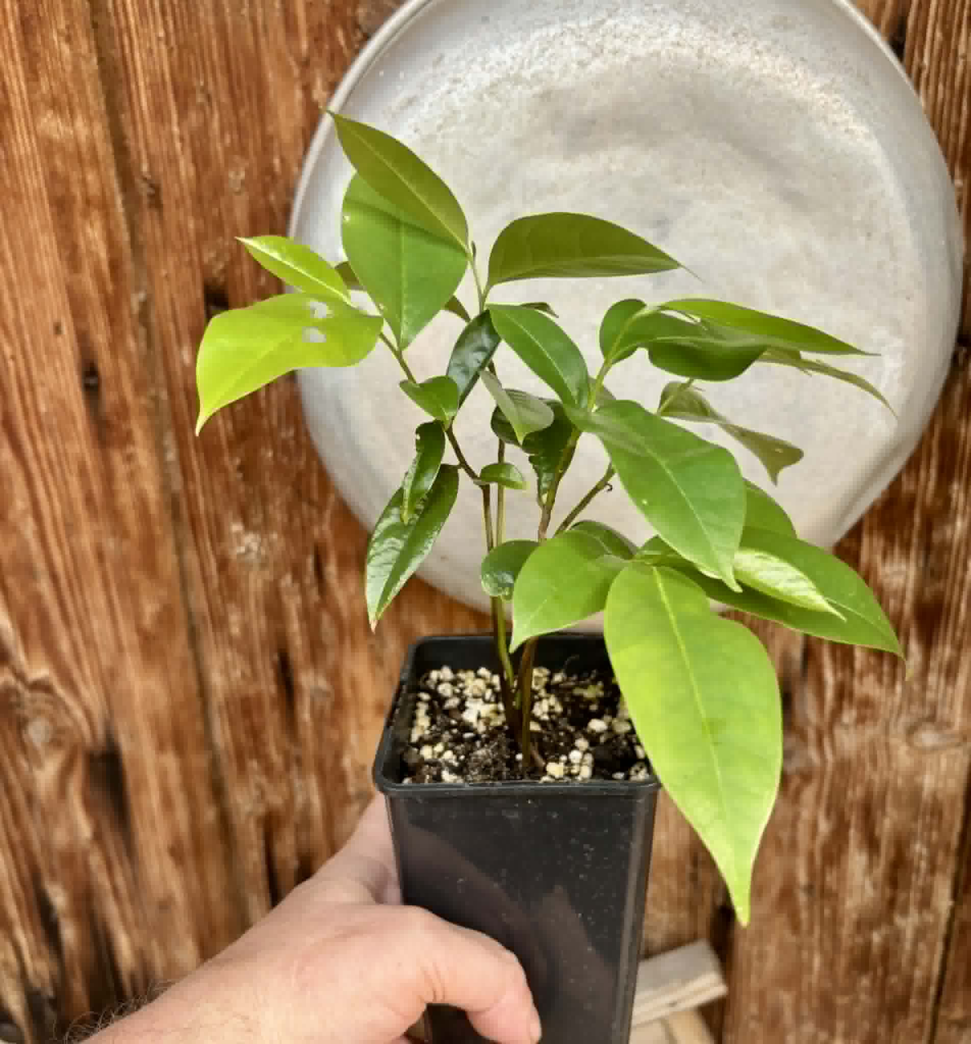 5 in 1 pot - Annona muricata - Soursop / Stachelannone - 5 seedlings in one pot / 5 Sämlinge in einem Topf