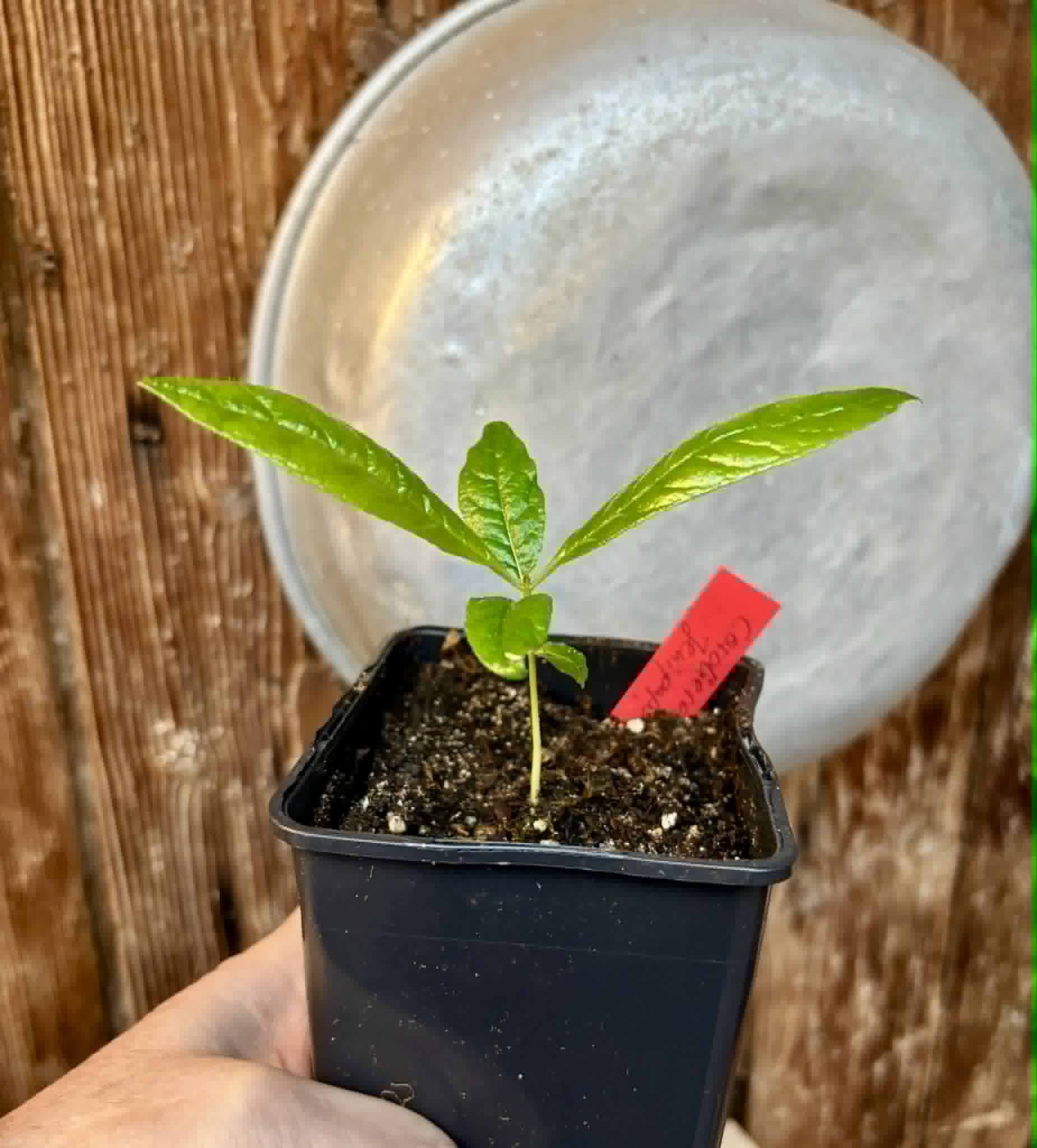Cordiera sp Jenipapo - 1 potted seedling / 1 getopfter Sämling