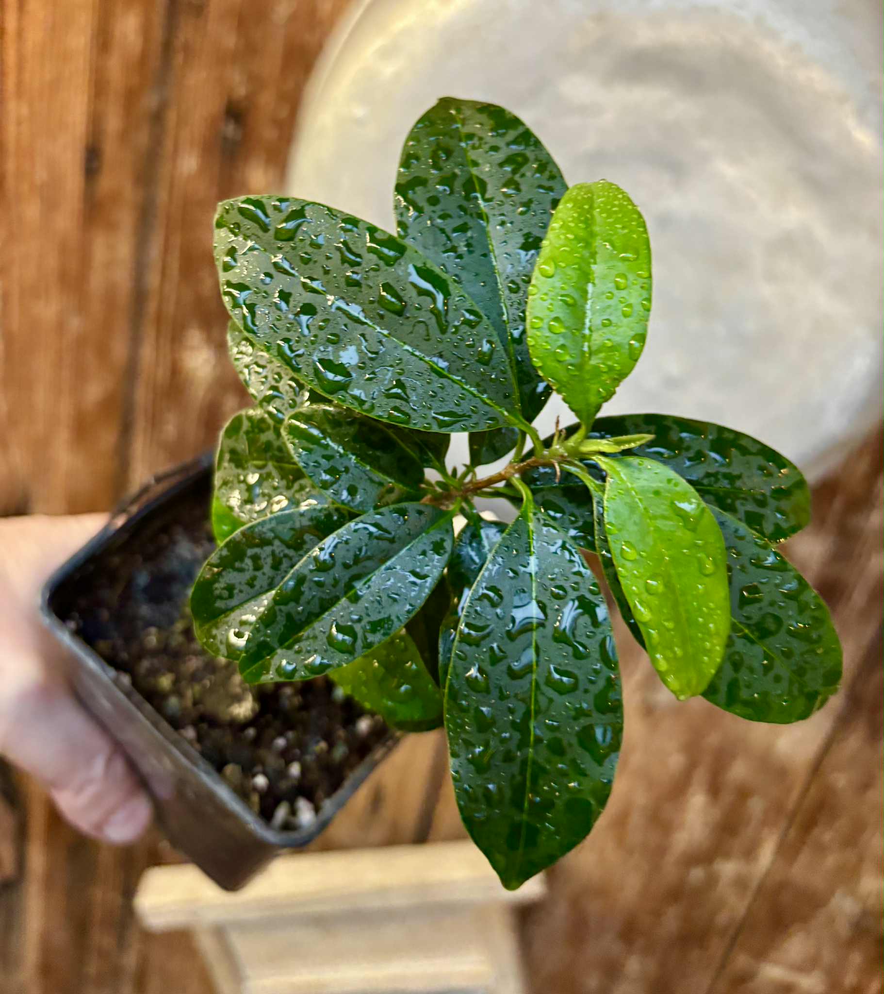 Eugenia dichroma - Pitanga Fanta - 1 potted seedling / 1 getopfter Sämling