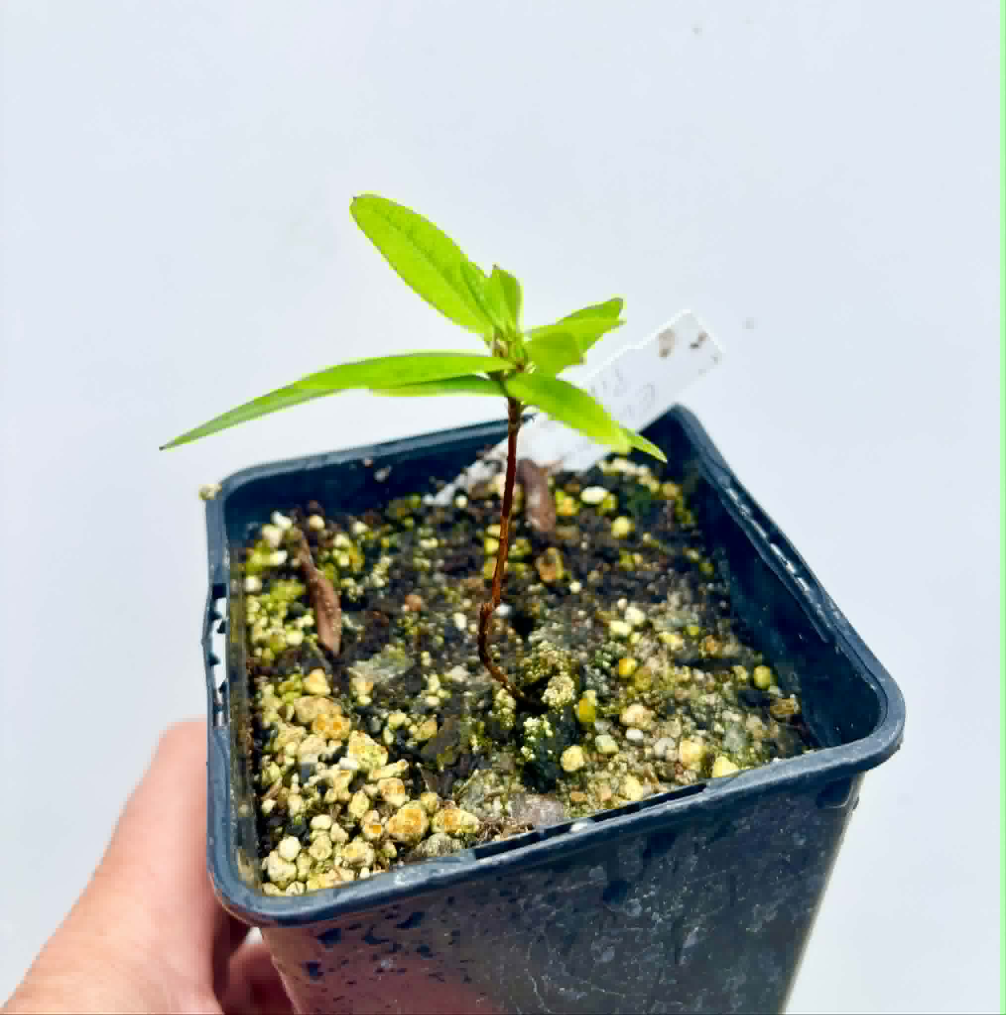 Eugenia sp Pitanga da Restinga -  1 potted seedling / 1 getopfter Sämling