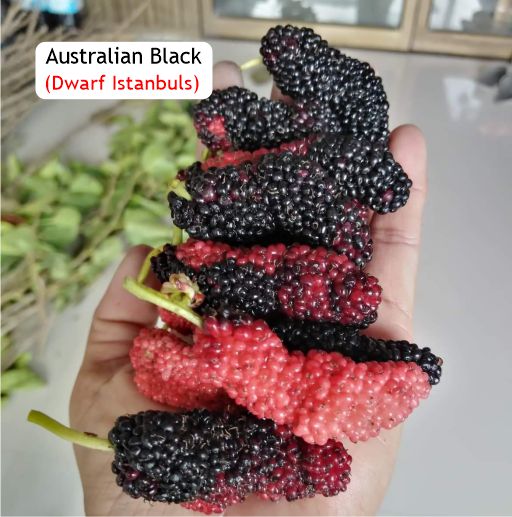 Pre Order - Australian Black (Morus nigra 'Australian Black') - 1 grafted, potted plant / 1 veredelte, getopfte Pflanze