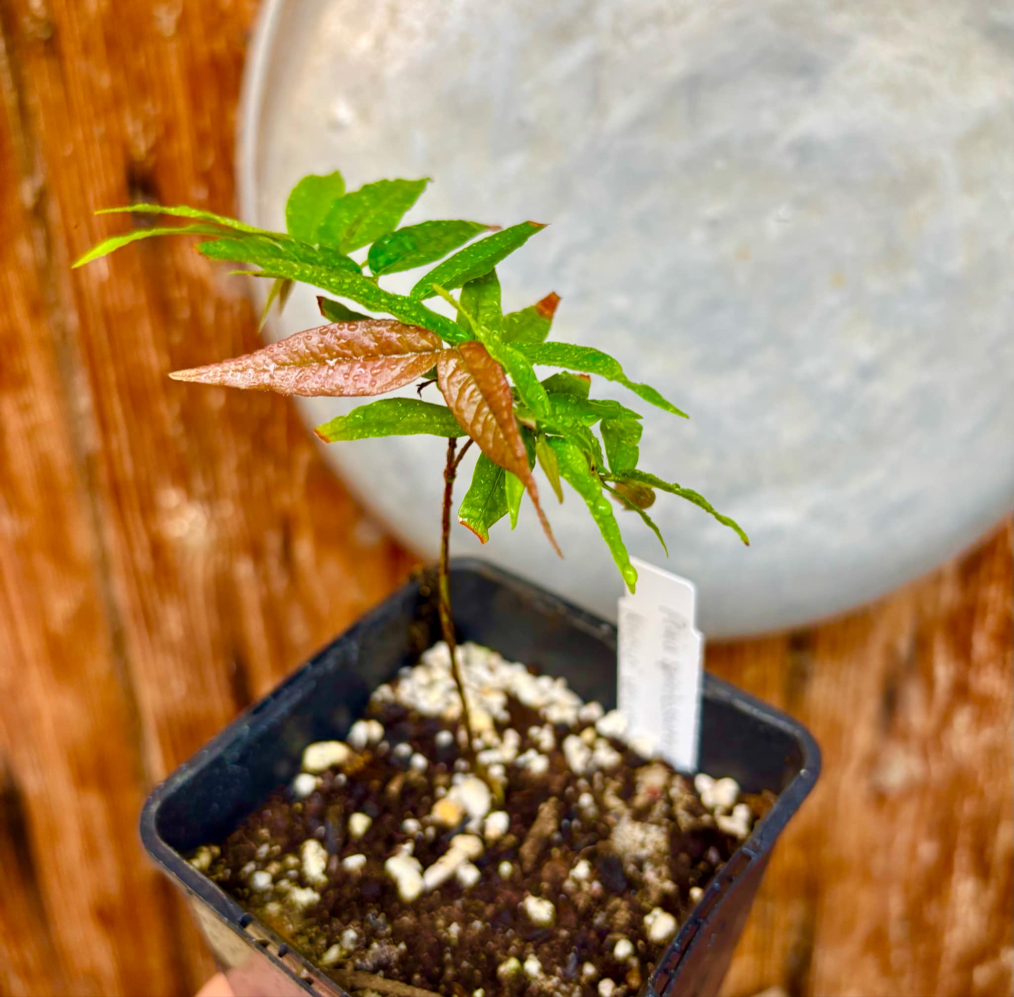 Plinia spiritosantensis var. Mucuri Velvet - 1 potted plant/ 1 getopfte Pflanze