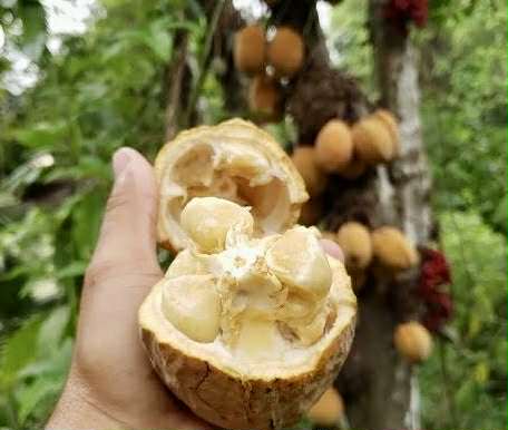 Cacaui (Theobroma speciosum) - 1 fresh seed / 1 frischer Samen