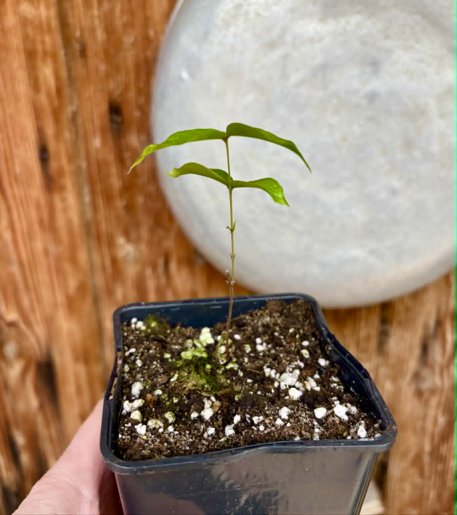 Plinia povedae - 1 potted seedling / 1 getopfter Sämling