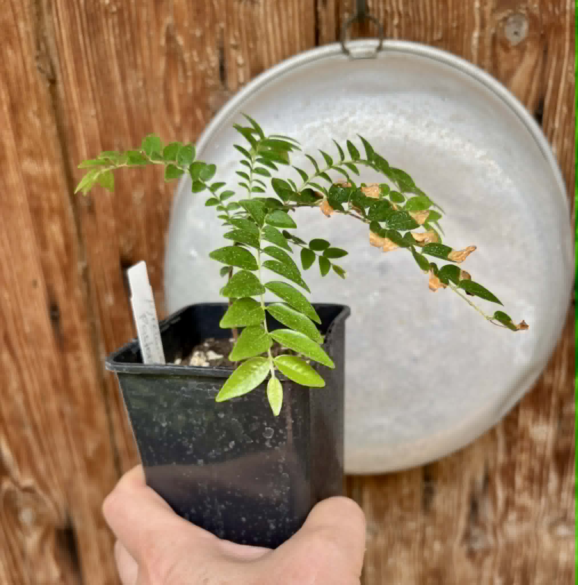 Myrciaria sp Pastora - 1 potted seedling / 1 getopfter Sämling