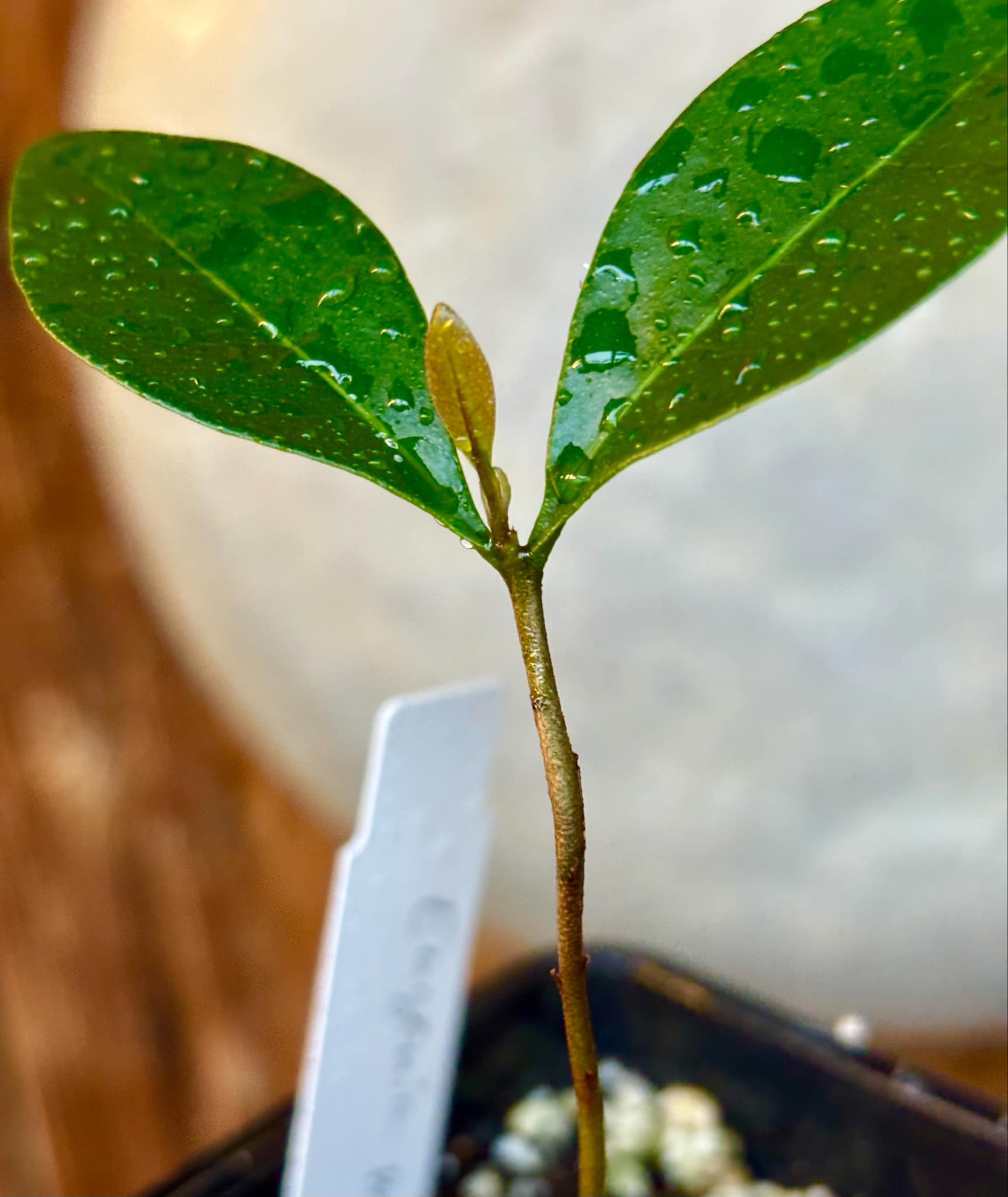 Piuna da Mata Atlantica (Eugenia melanogyna) - 1 small potted seedling / 1 kleiner, getopfter Sämling Piuna da Mata Atlantica (Eugenia melanogyna) - 1 small potted seedling / 1 kleiner, getopfter Sämling