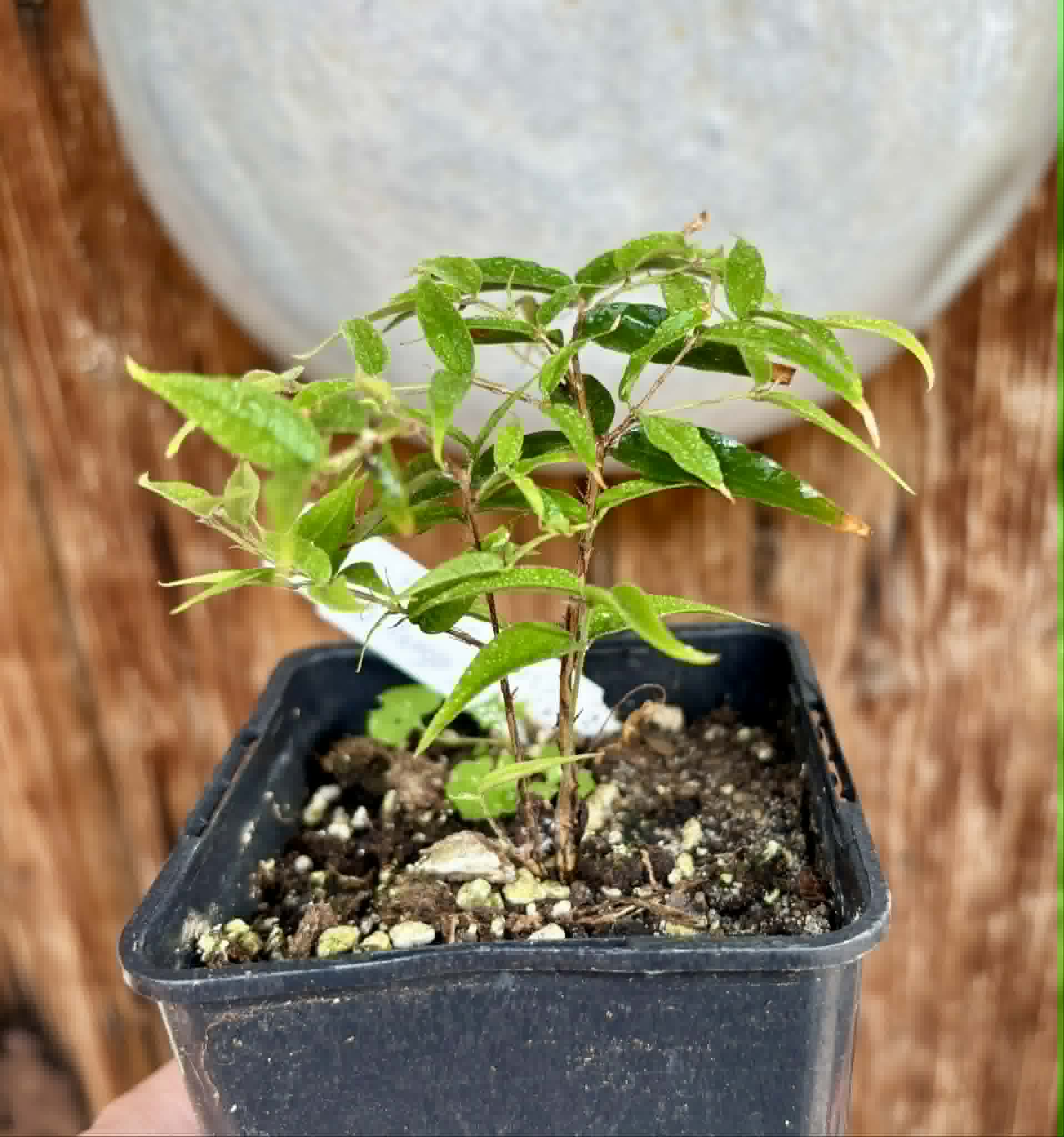 Plinia sp Cabo longo Sao Joao -  1 potted seedling / 1  getopfter Sämling