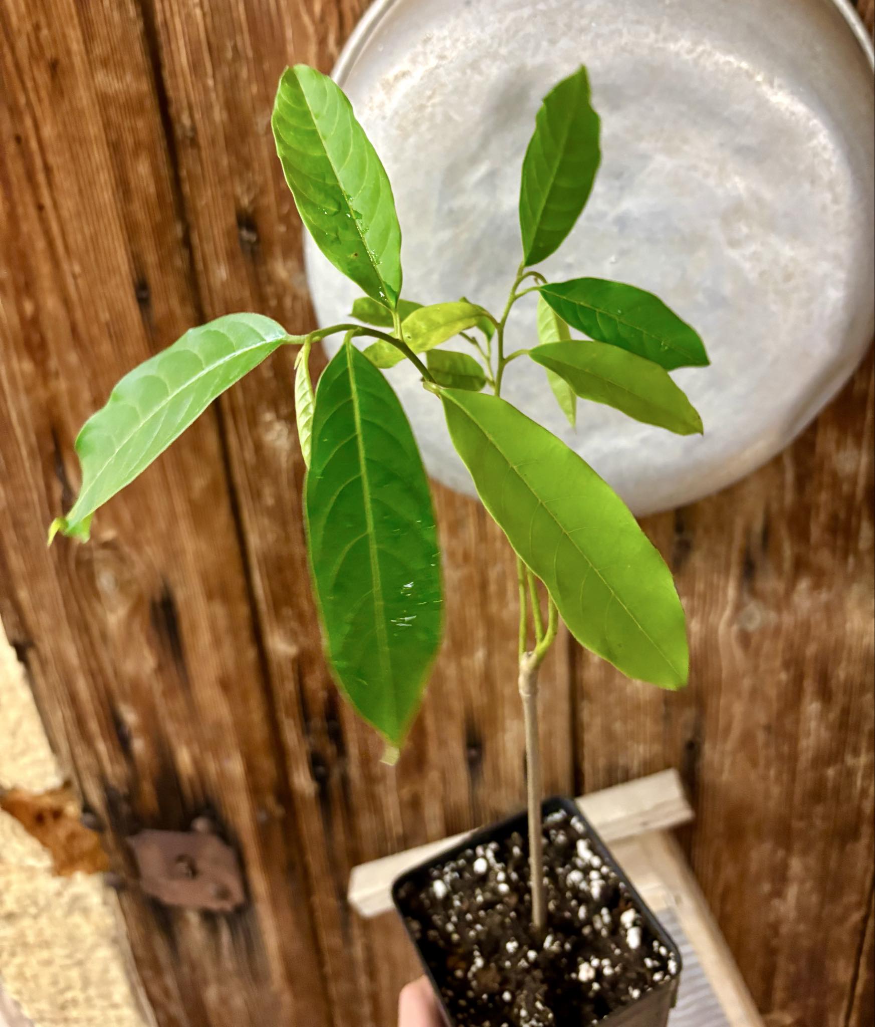 Annona sp. Neles  - 1 potted plant / 1 getopfte Pflanze