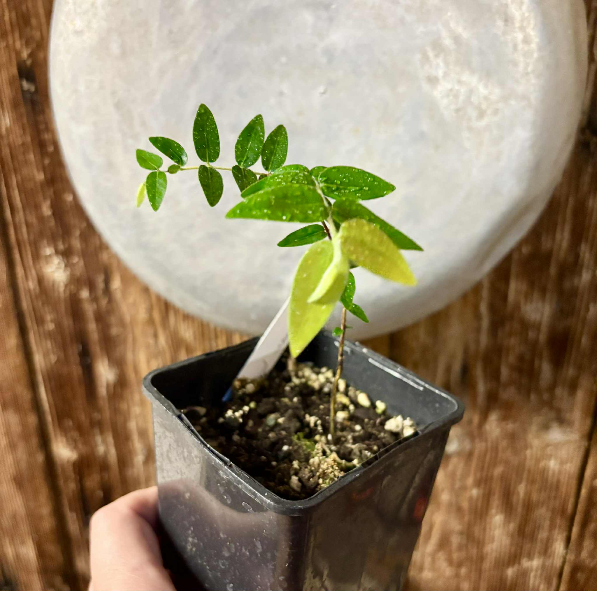 Myrciaria pilosa - 1 small potted seedling / 1 kleiner getopfter Sämling Myrciaria pilosa - 1 small potted seedling / 1 kleiner getopfter Sämling