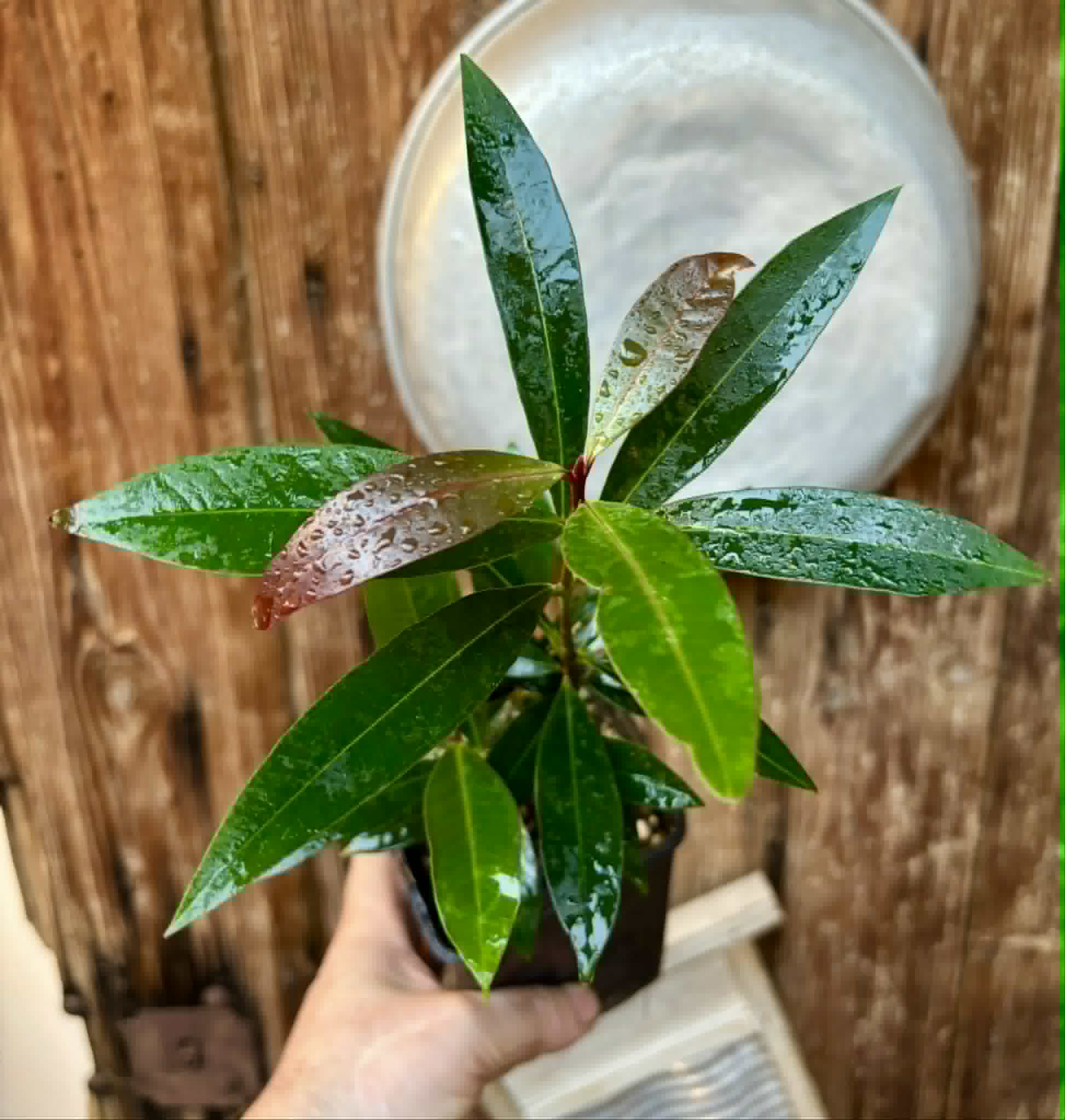 Eugenia sp Jambo da Mata -  1  potted seedling / 1 getopfter Sämling
