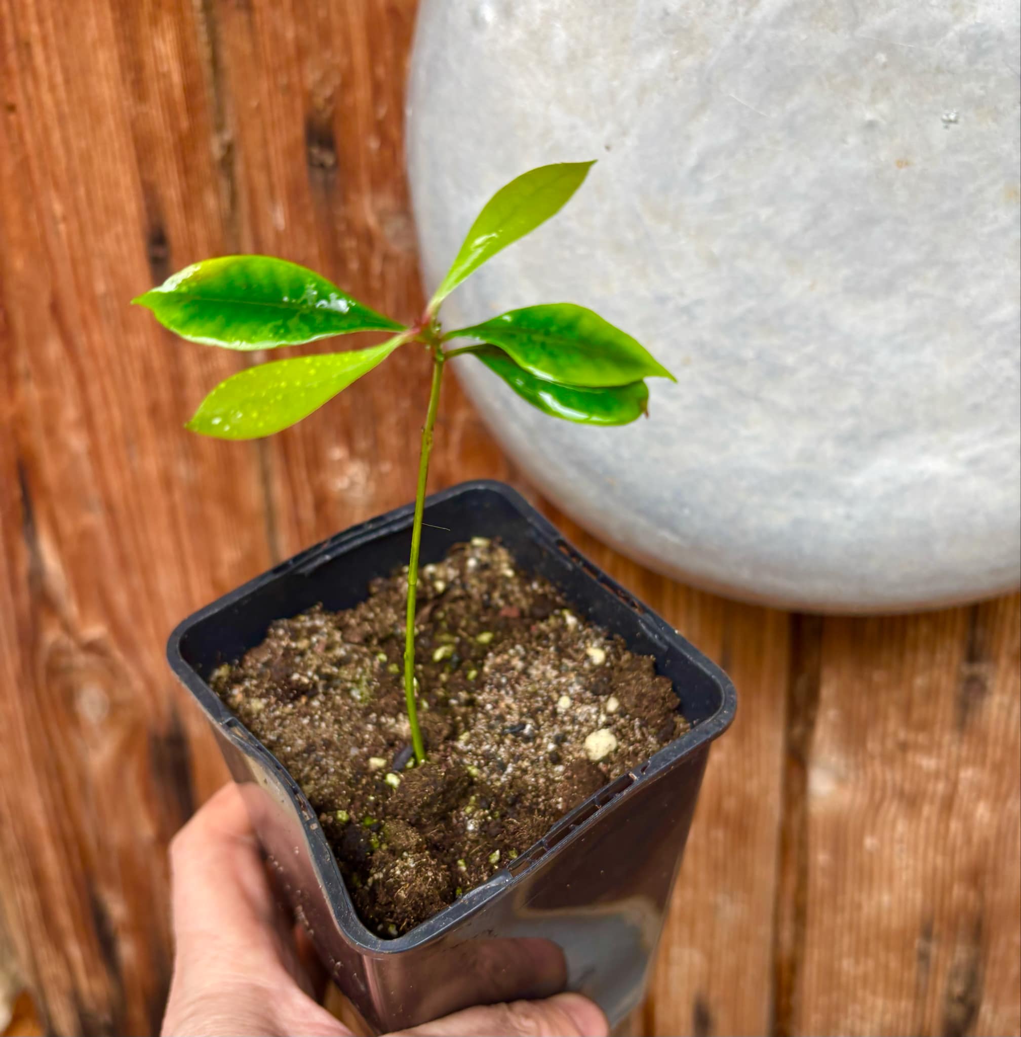 Syzygium aromaticum - Clove - Gewürznelke - 1 small potted seedling / 1 kleiner, getopfter Sämling Syzygium aromaticum - Clove - Gewürznelke - 1 small potted seedling / 1 kleiner, getopfter Sämling
