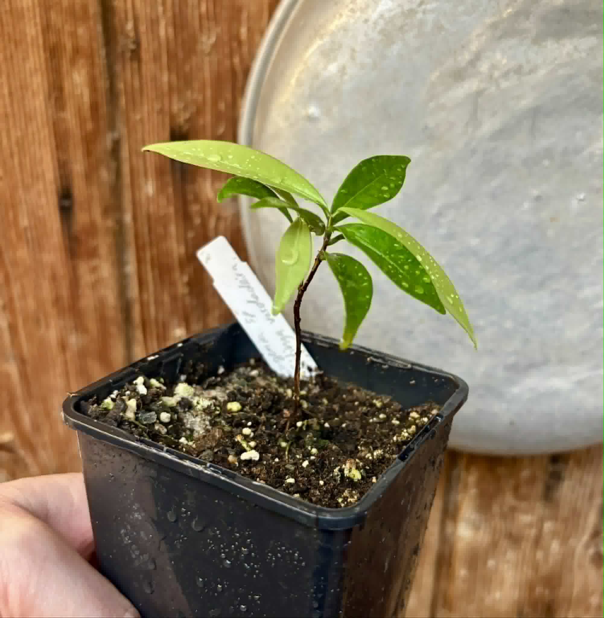 Eugenia sp Batinga Verdadeira -  1 potted plant / 1 getopfte Pflanze
