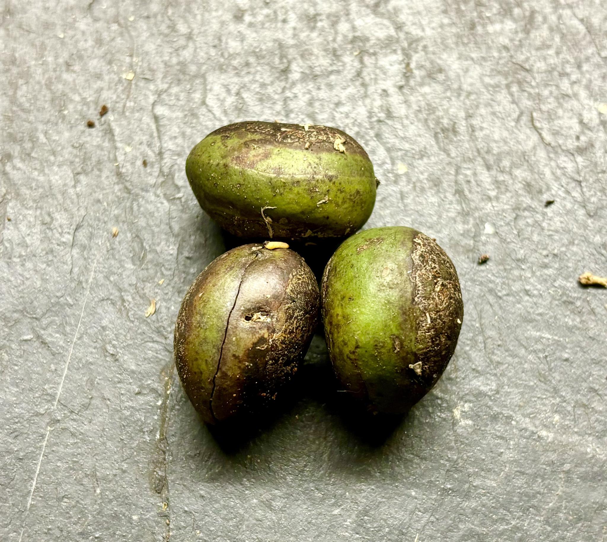 Plinia edulis - 1 fresh seed / 1 frischer Samen