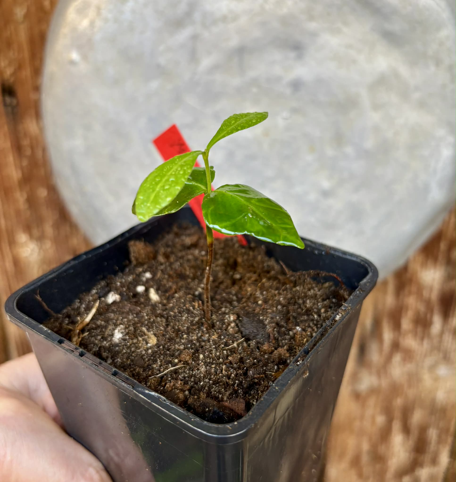 Myrcia sp linda -  1 potted seedling / 1 getopfter Sämling