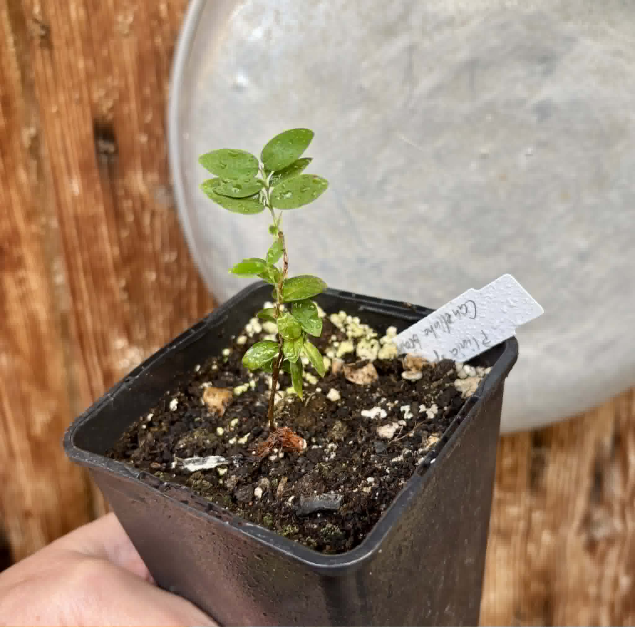 Jaboticaba - Plinia sp Canelinha Polpa branca - 1 potted seedling / 1 getopfter Sämling