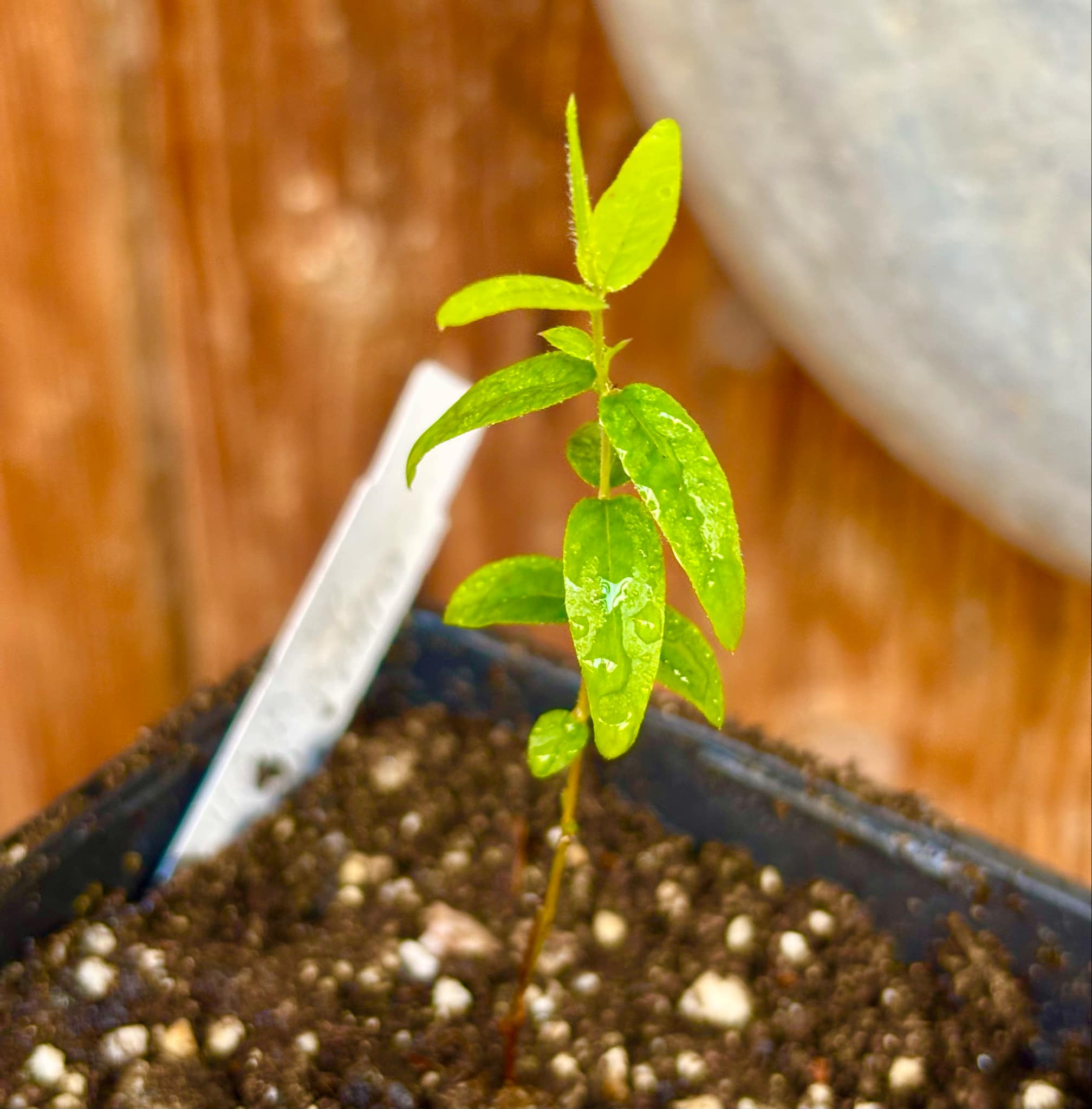 Plinia sp Pai Pedro - 1 small potted seedling / 1 kleiner, getopfter Sämling Plinia sp Pai Pedro - 1 small potted seedling / 1 kleiner, getopfter Sämling