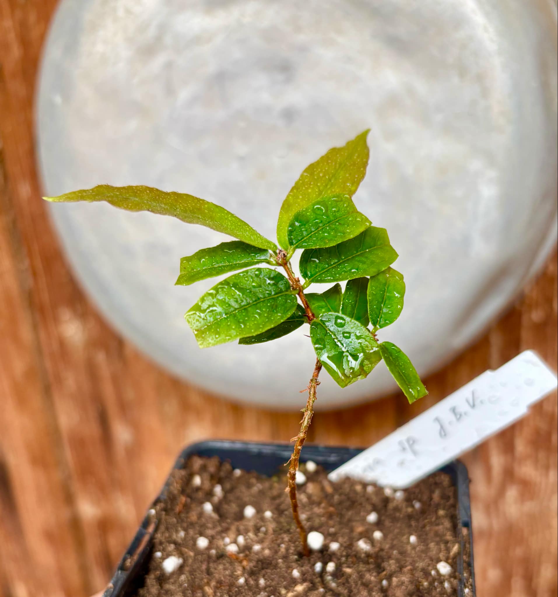 Plinia sp. JBV Argentina -  1 potted plant / 1 getopfte Pflanze