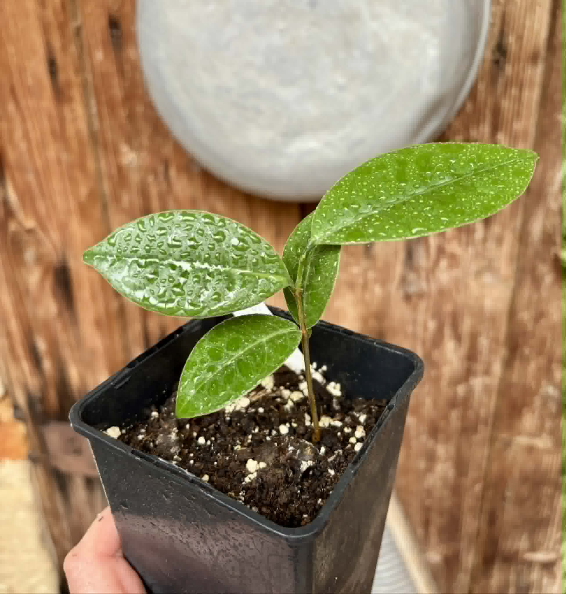 Eugenia sp Cheirosa Fruto Passado - 1 potted seedling / 1 getopfter Sämling