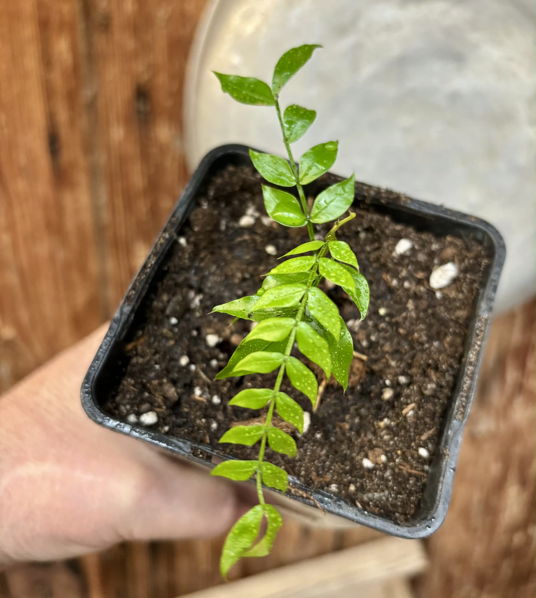 Inga aff. Pedunculata  - 1 potted seedling / 1 getopfter Sämling