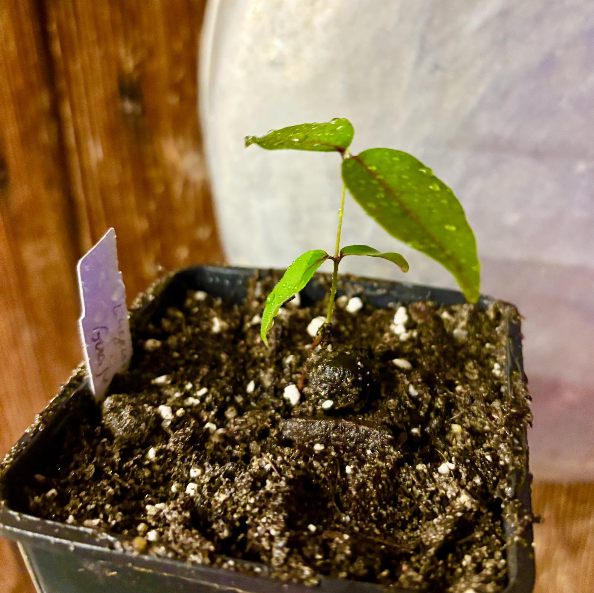 Eugenia sp Guajuba suave -  1 small potted seedling / 1 kleiner, getopfter Sämling