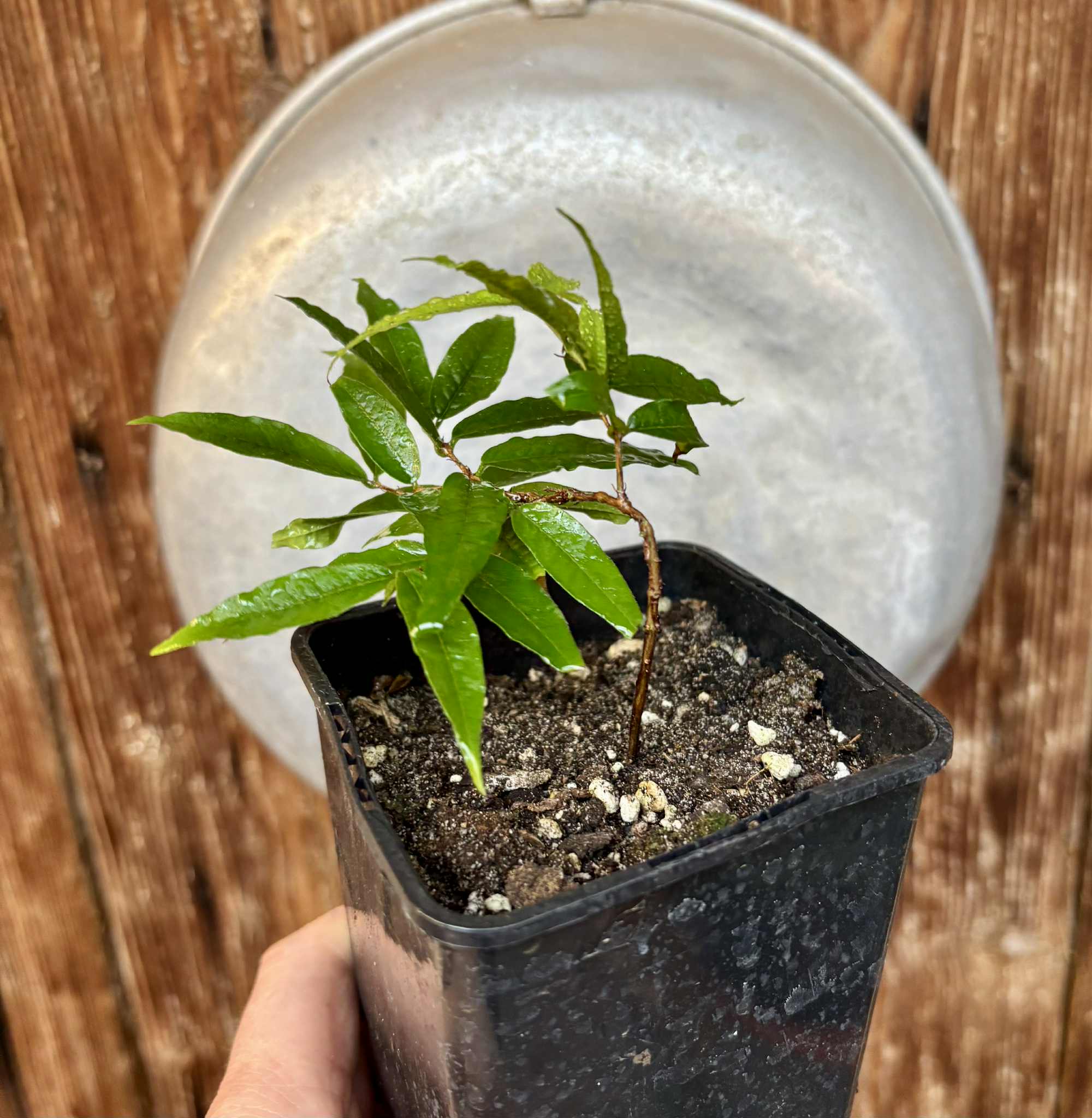 Plinia spiritosantensis var. Mucuri Velvet - 1 potted plant/ 1 getopfte Pflanze