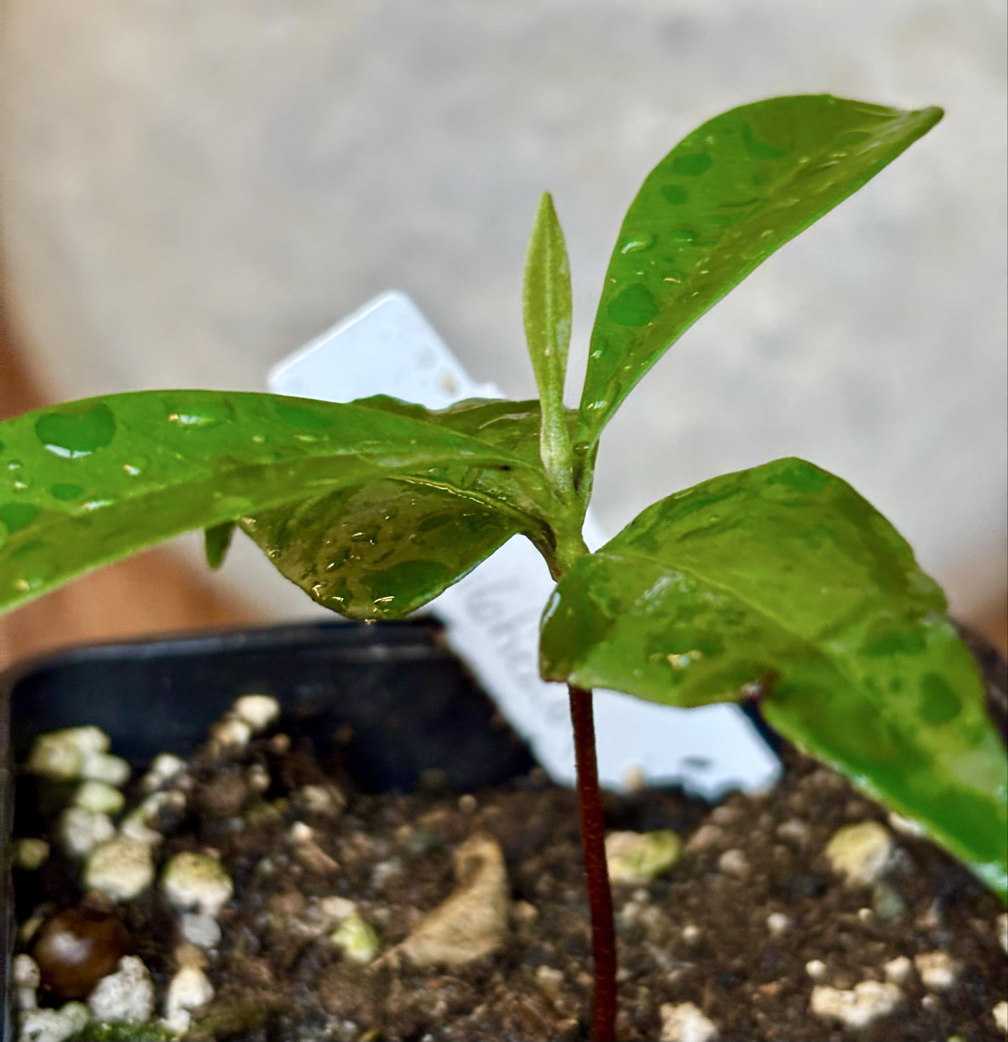 Myrcia sp Jaboticaba Bahia -  1 small potted seedling / 1 kleiner, getopfter Sämling