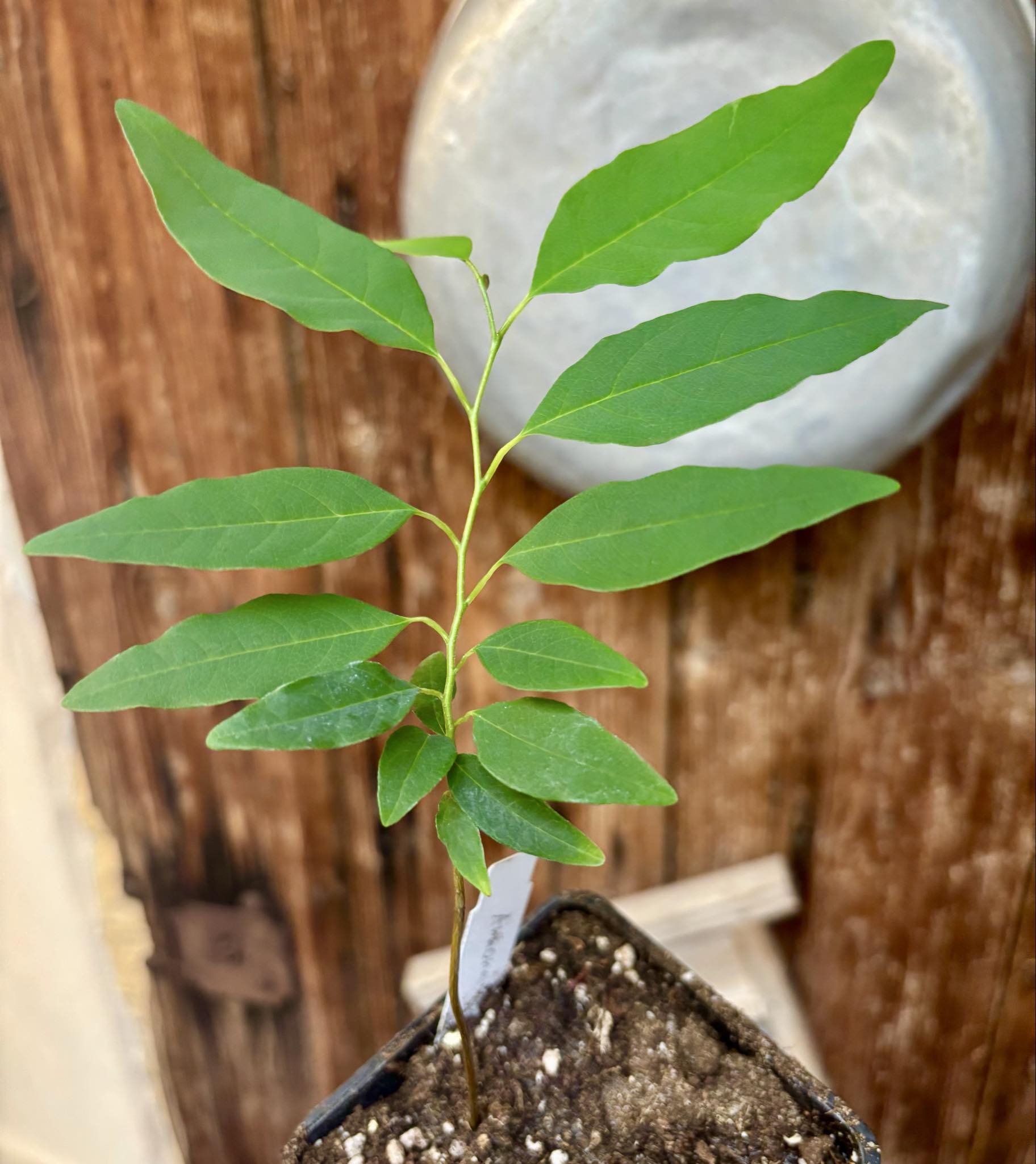 Annona emarginata - 1 potted plant / 1 getopfte Pflanze 