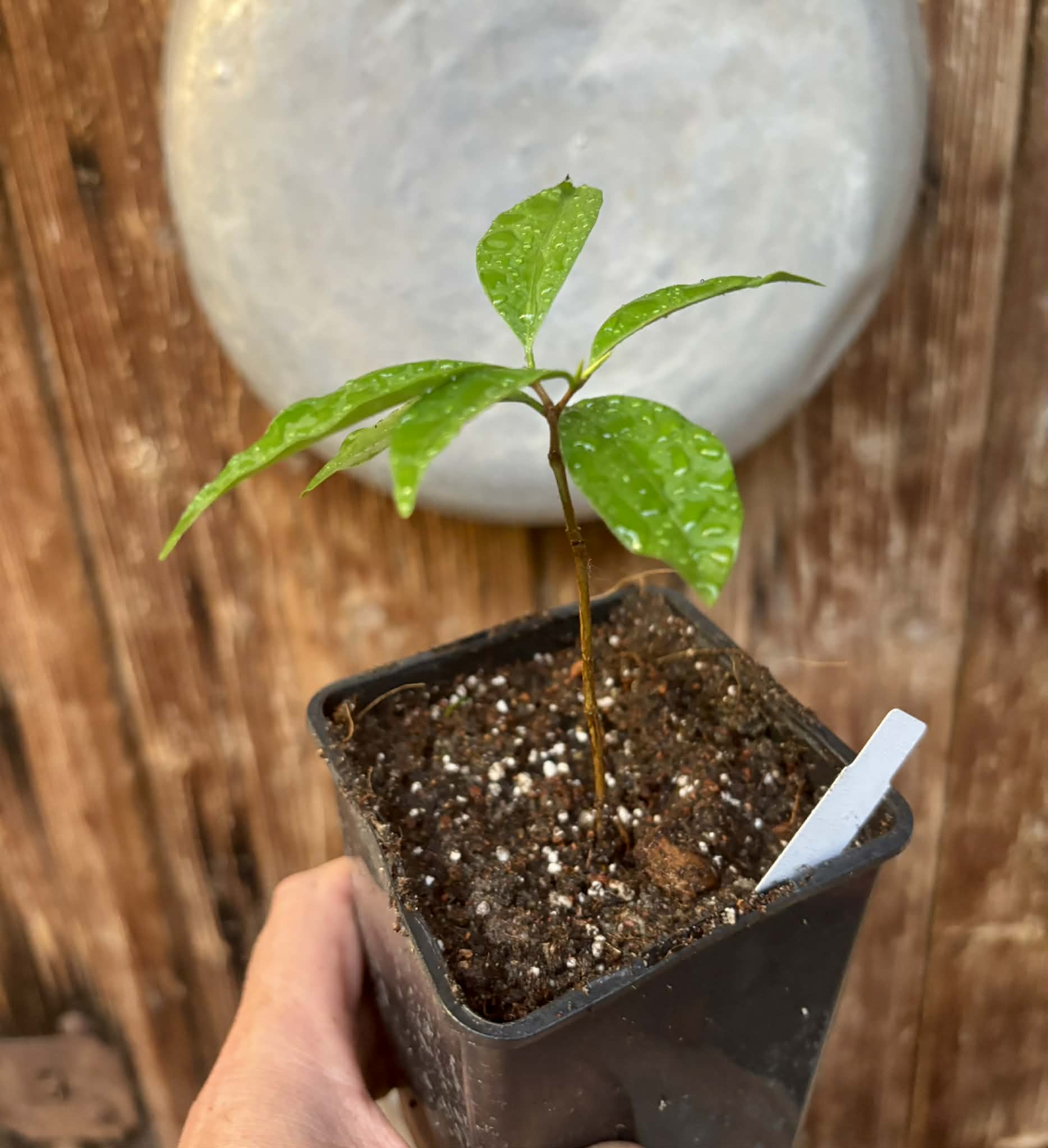 only 1 available - Eugenia neoverucosa - 1 potted seedling / 1 getopfter Sämling