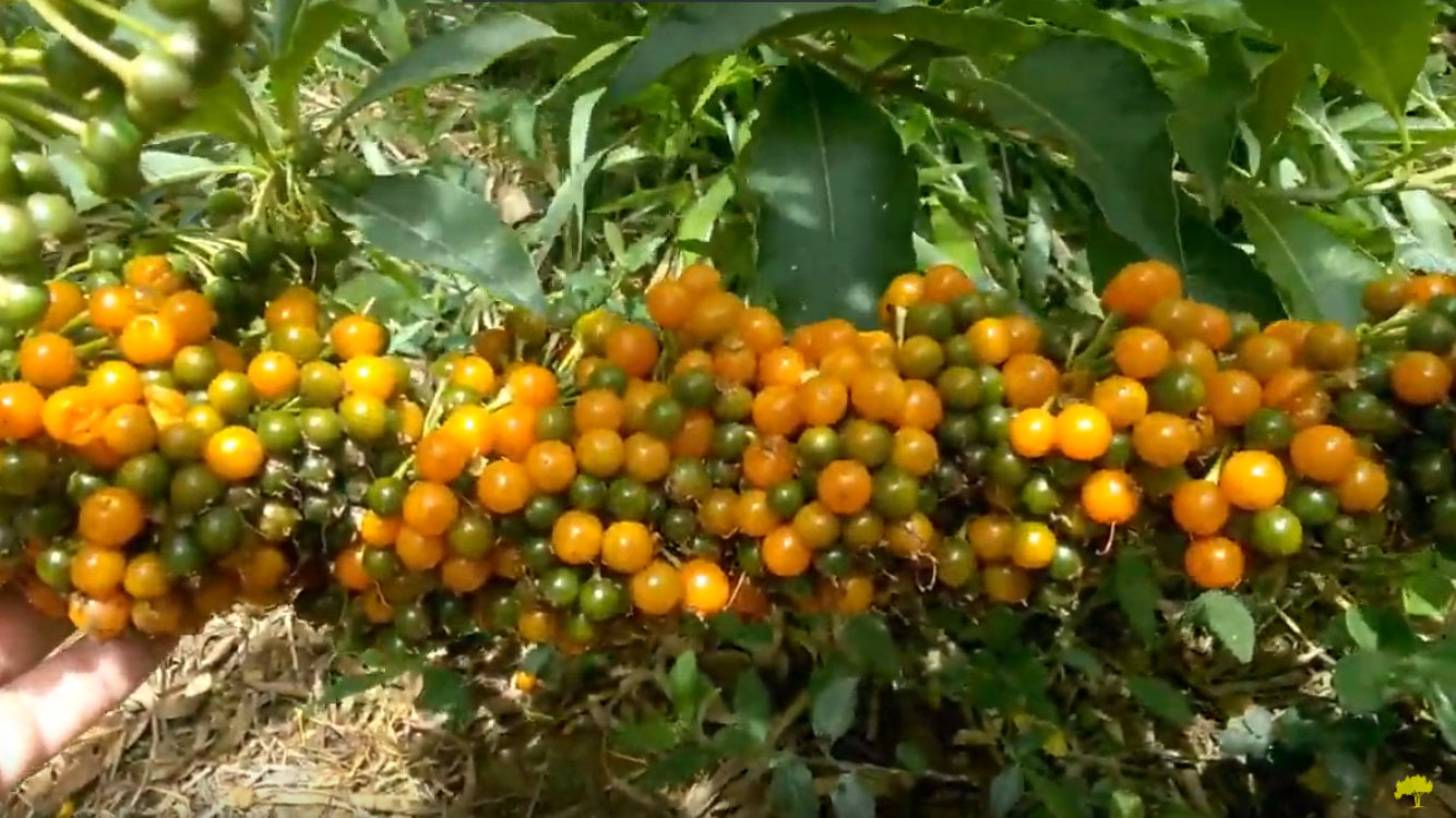 Fruta de Sabia (Iochroma arborescens) - 1 fresh seed / 1 frischer Samen