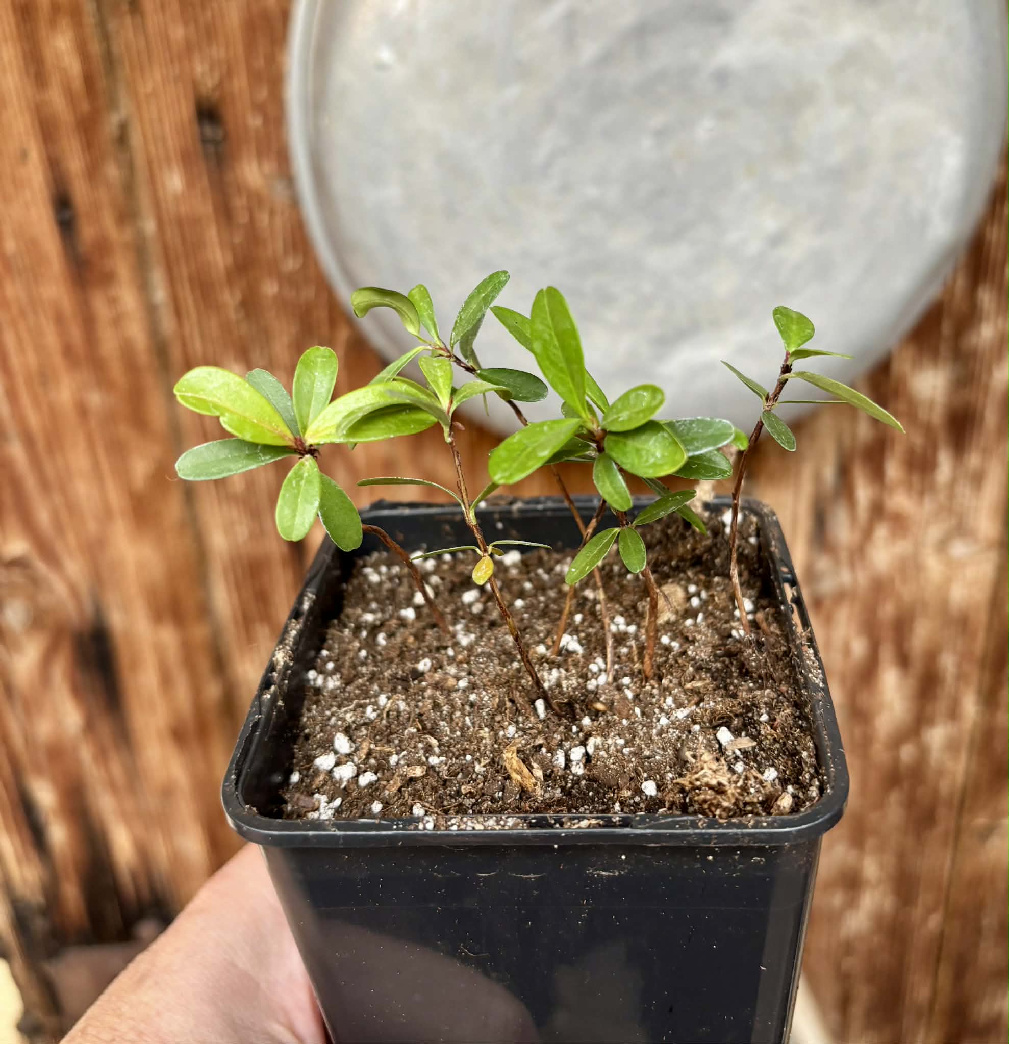 6 in 1 pot - Eugenia ligustrina - 6 seedlings in one pot / 6 Sämlinge in einem Topf