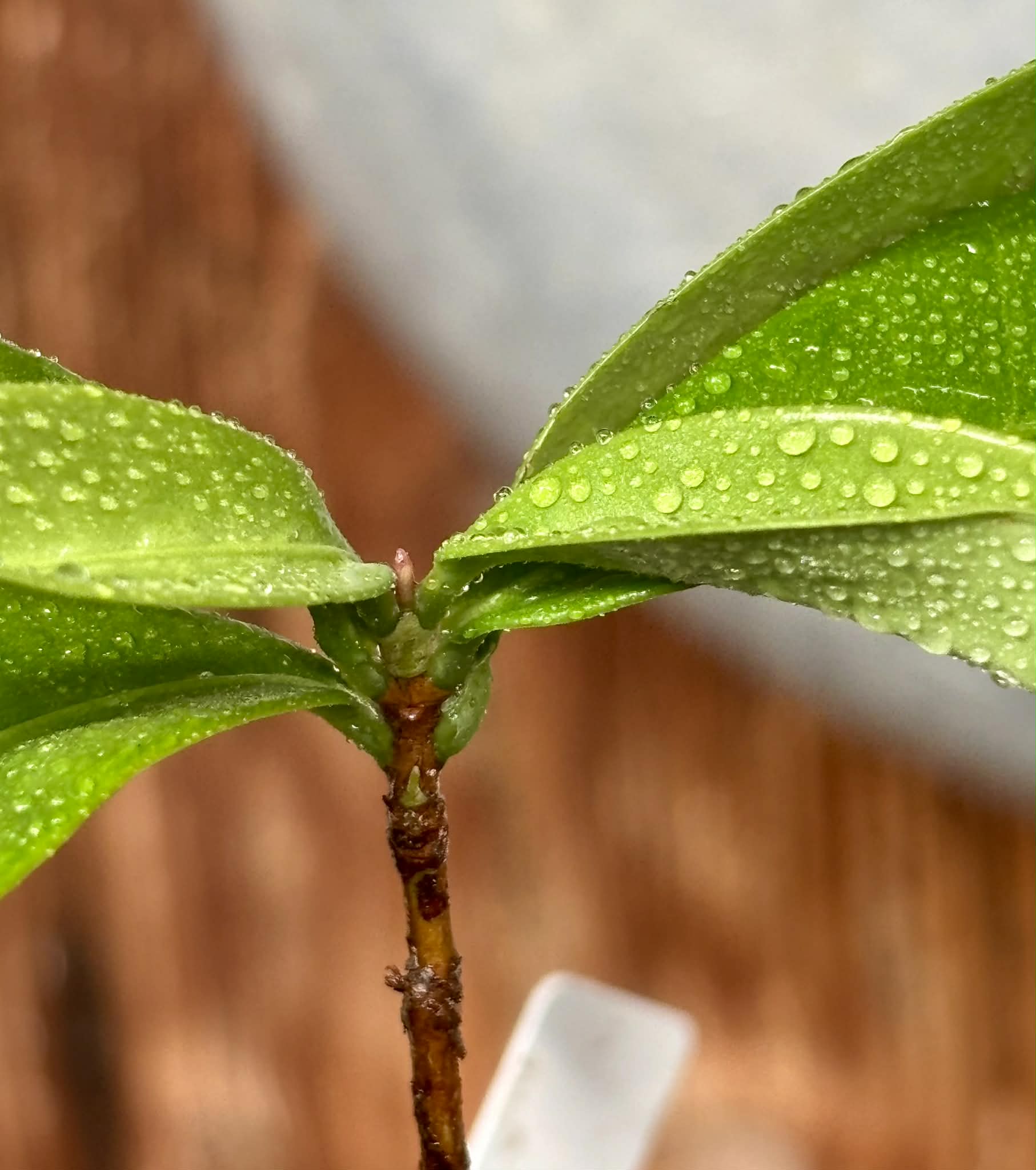 Eugenia sp Batinga Verdadeira -  1 potted plant / 1 getopfte Pflanze