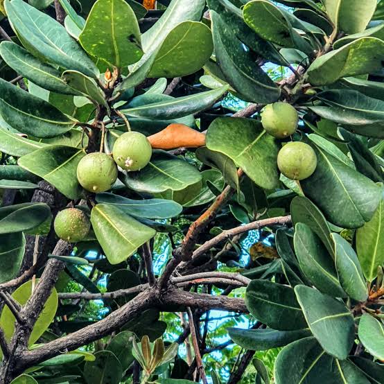 only 1 available - Abrico da Praia (Labramia bojeri) - 1 germinated seed / 1 gekeimter Samen