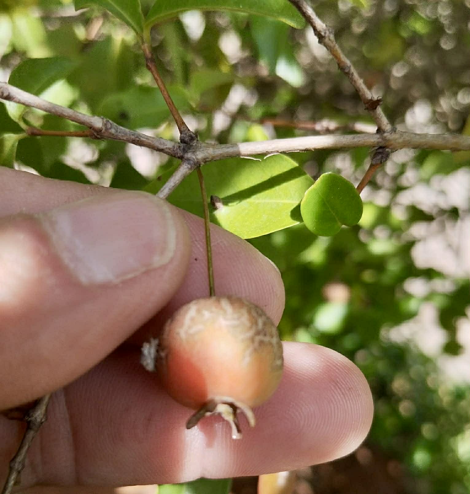 Pre Order - Eugenia sp Pitanguinha Orange - 1 fresh seed / 1 frischer Samen