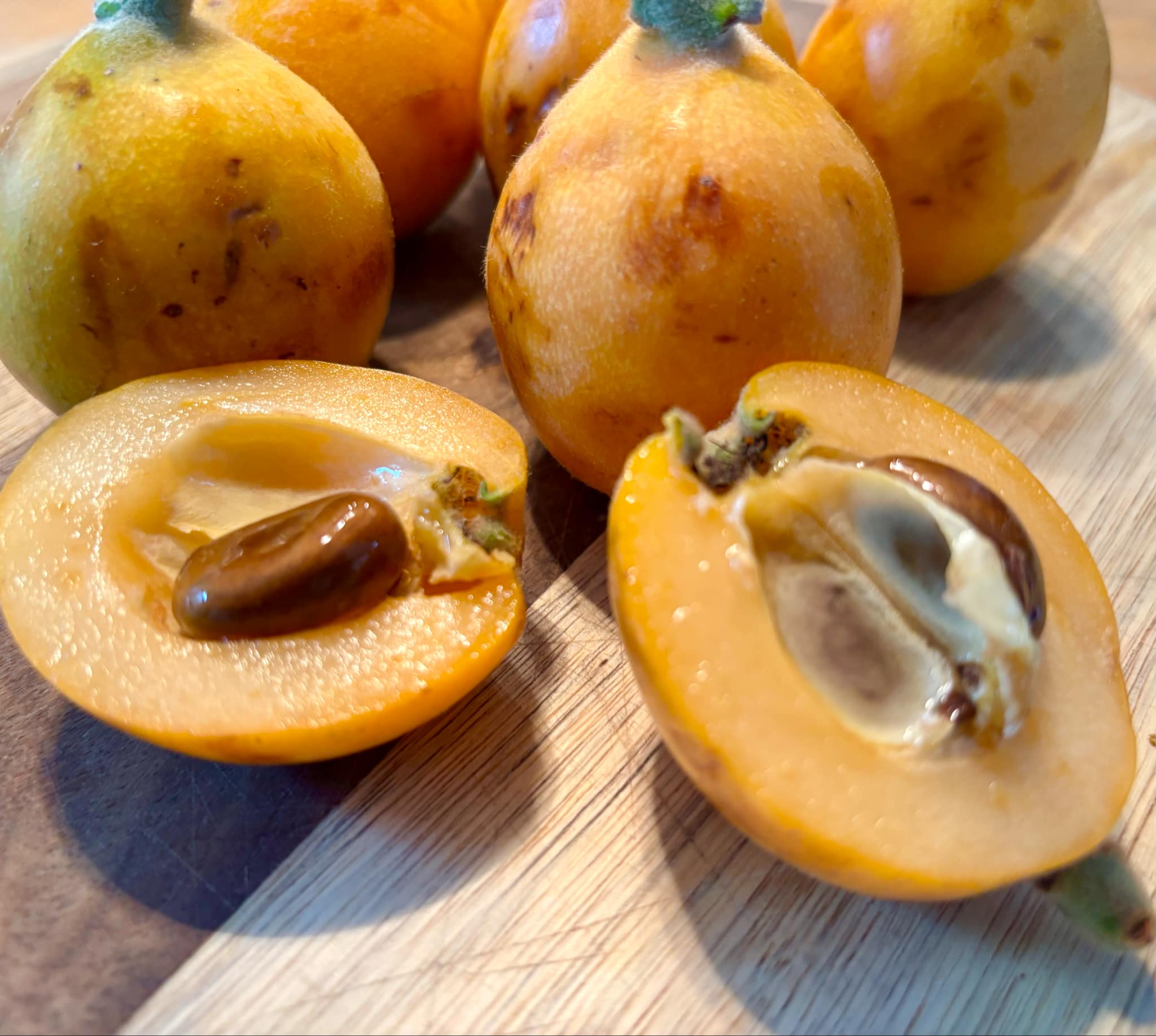Eriobotrya japonica - Wollmispel - Loquat - 1 fresh seed / 1 frischer Samen