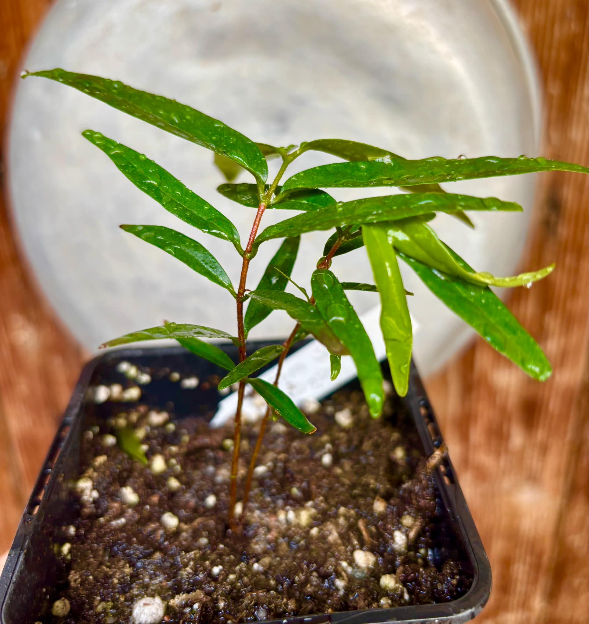 Marliera sp Cheirosa -  1 potted plant / 1 getopfte Pflanze