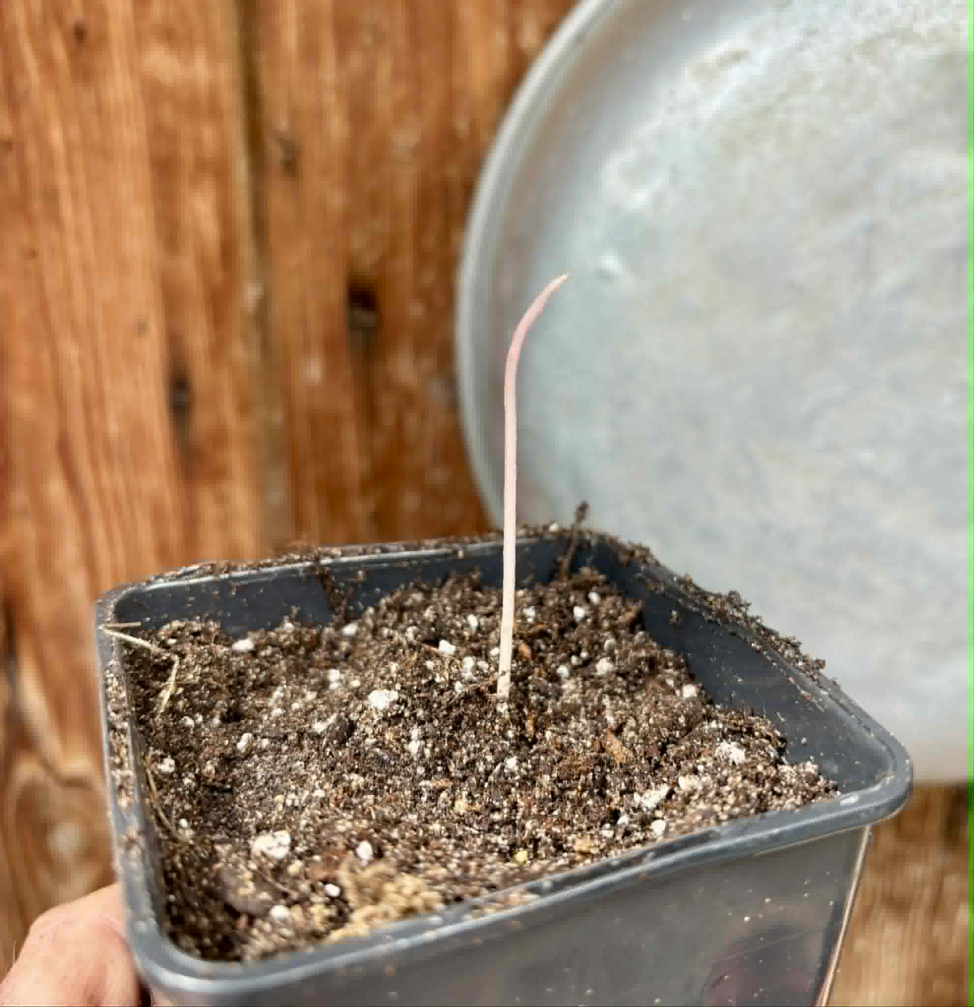 Syzygium grande - 1 potted seedling / 1 getopfter Sämling