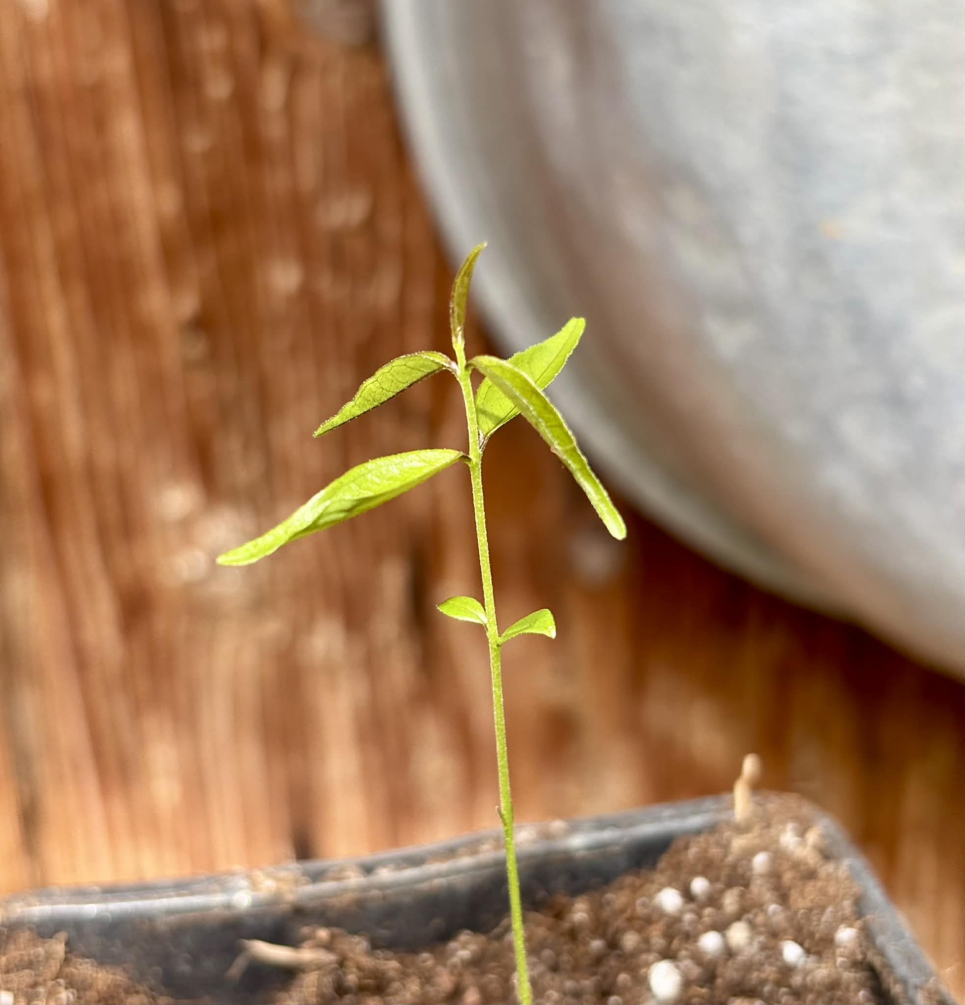 Rainforest Plum (Eugenia candolleana) - 1 potted seedling / 1 getopfter Sämling