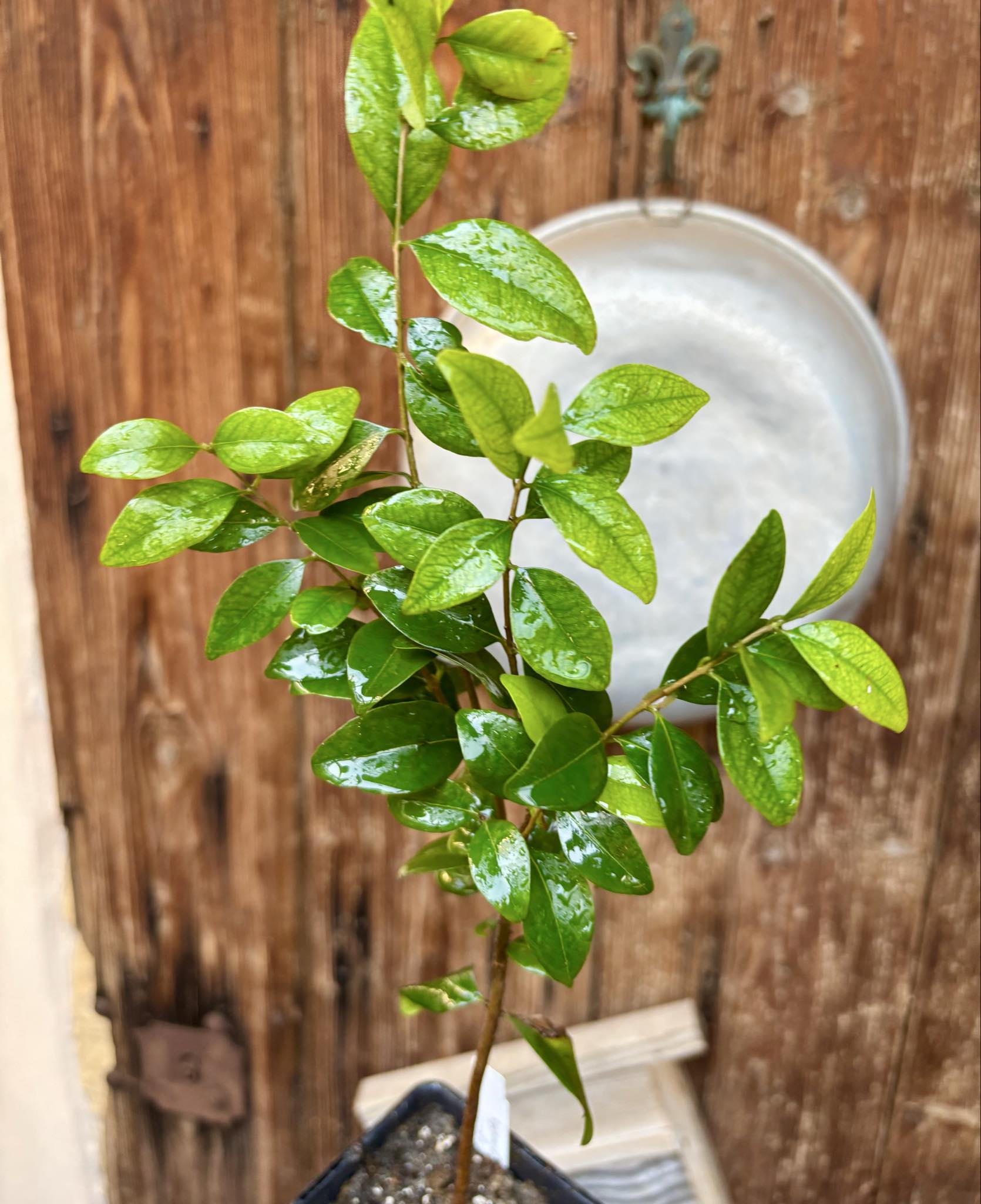  three years old - Eugenia repanda - 1 potted plant / 1 getopfte Pflanze