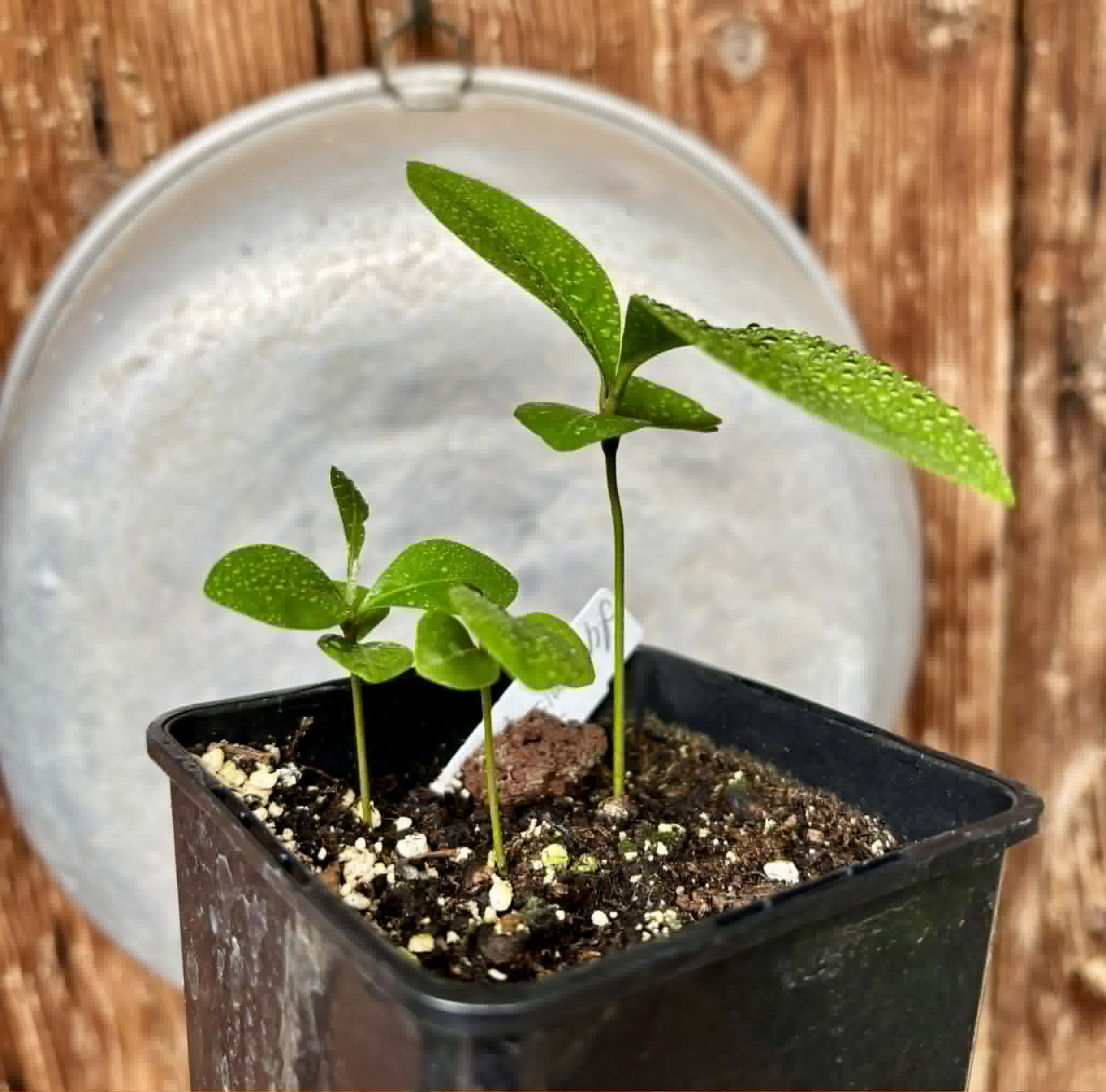 3 in 1 pot - Glycosmis pentaphylla - Orangeberry -  3 potted seedlings in one pot / 3 getopfte Sämlinge in einem Topf