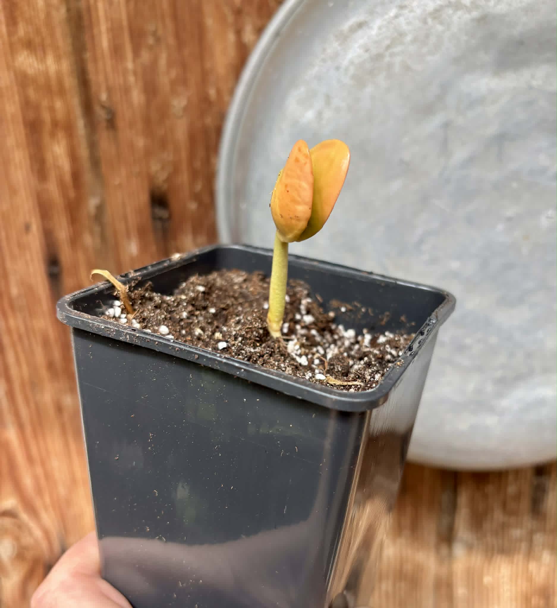 Santol (Sandoricum koetjape)  - 1 potted seedling / 1 getopfter Sämling
