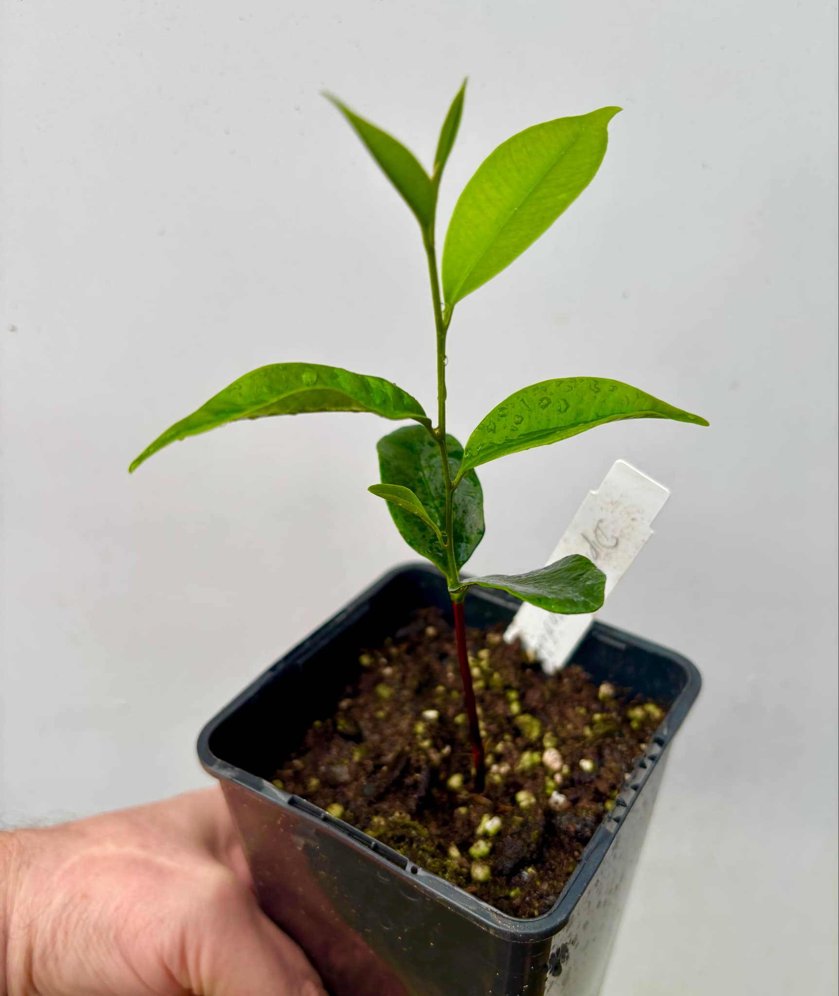 Diploon cuspidatum  -  1 small potted seedling / 1 kleiner, getopfter Sämling