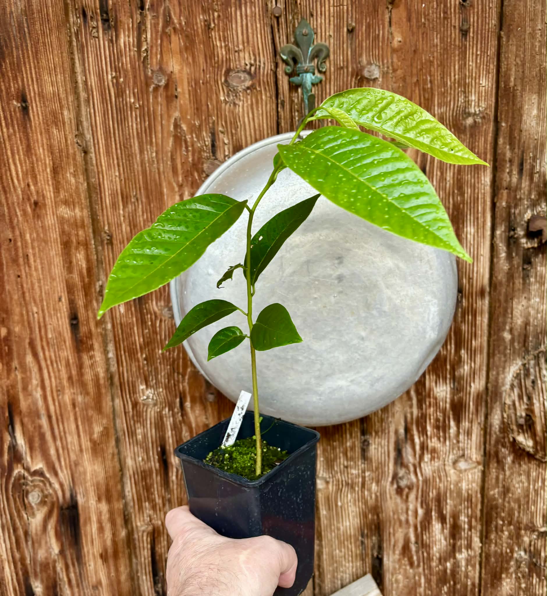 Annona reticulata var San Pablo - 1 potted plant / 1 getopfte Pflanze
