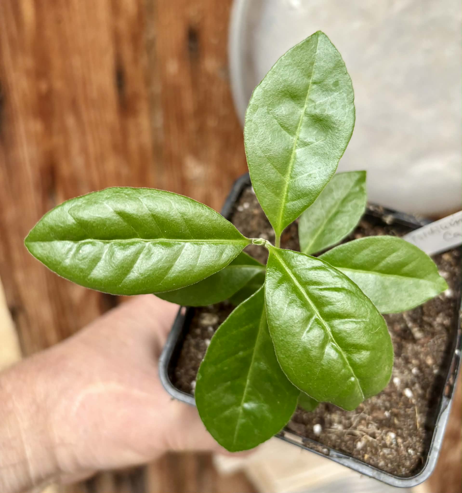 last plant - Psidium sp Cassio - 1 potted seedling / 1 getopfter Sämling