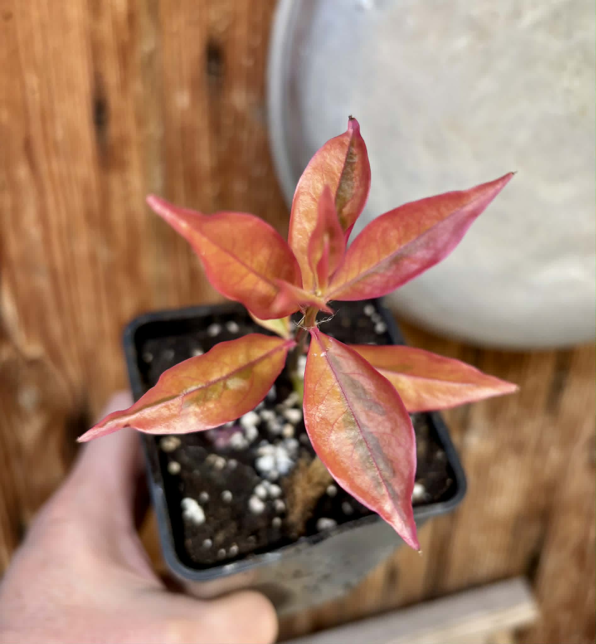 Variegated Barbados Gooseberry - (Pereskia aculeata) - 1 potted plant / 1 getopfte Pflanze